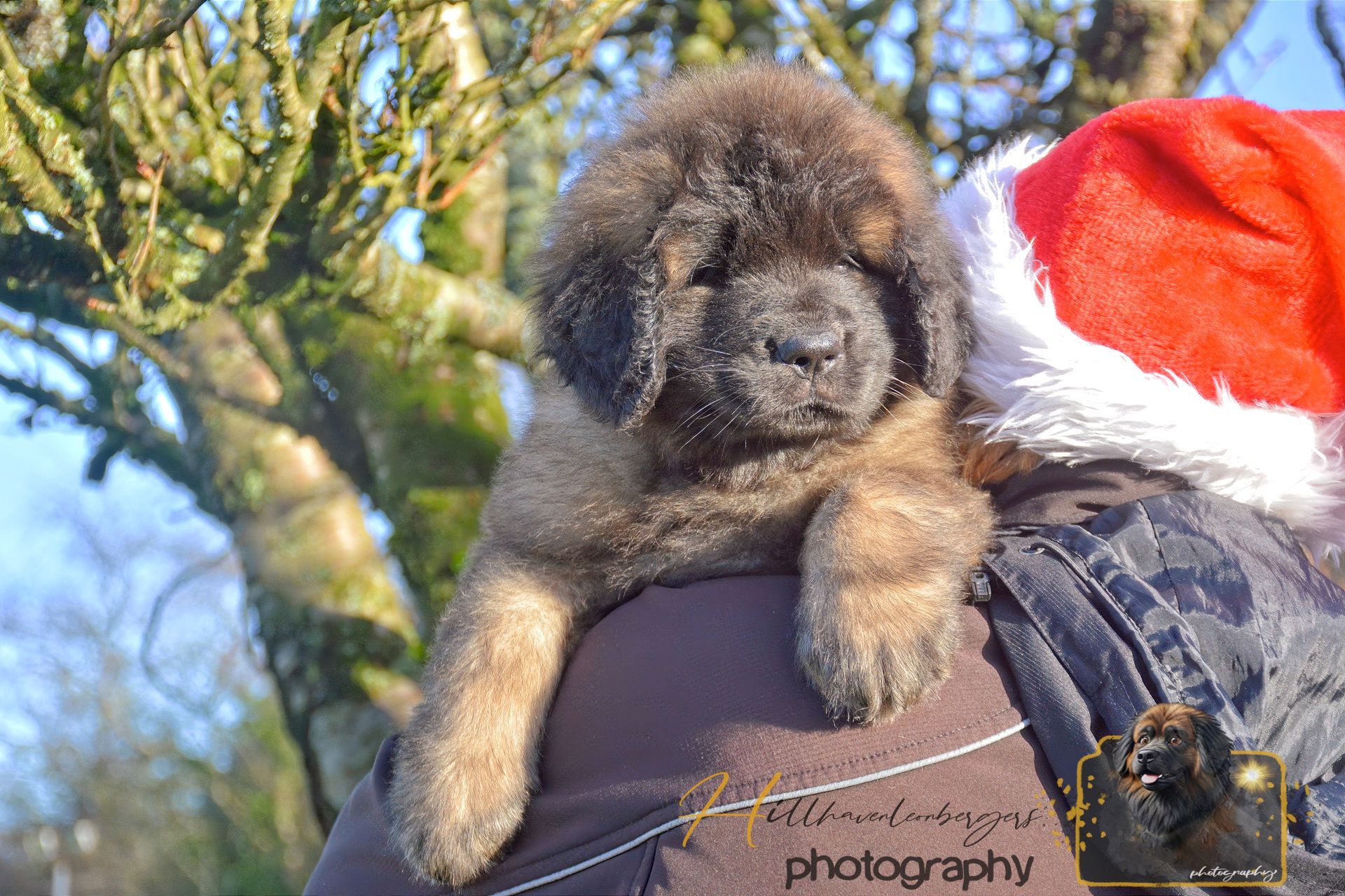 Small fluffy puppy wearing a Santa hat, perched on a person’s shoulder outdoors