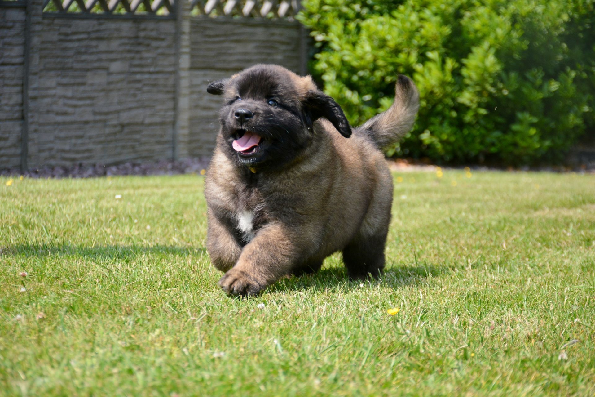 Hillhavenleonbergers leonbergers