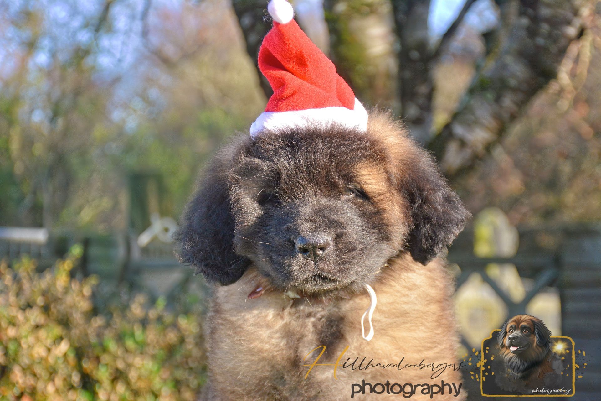 Small brown poodle wearing a Santa hat outdoors in a sunny park