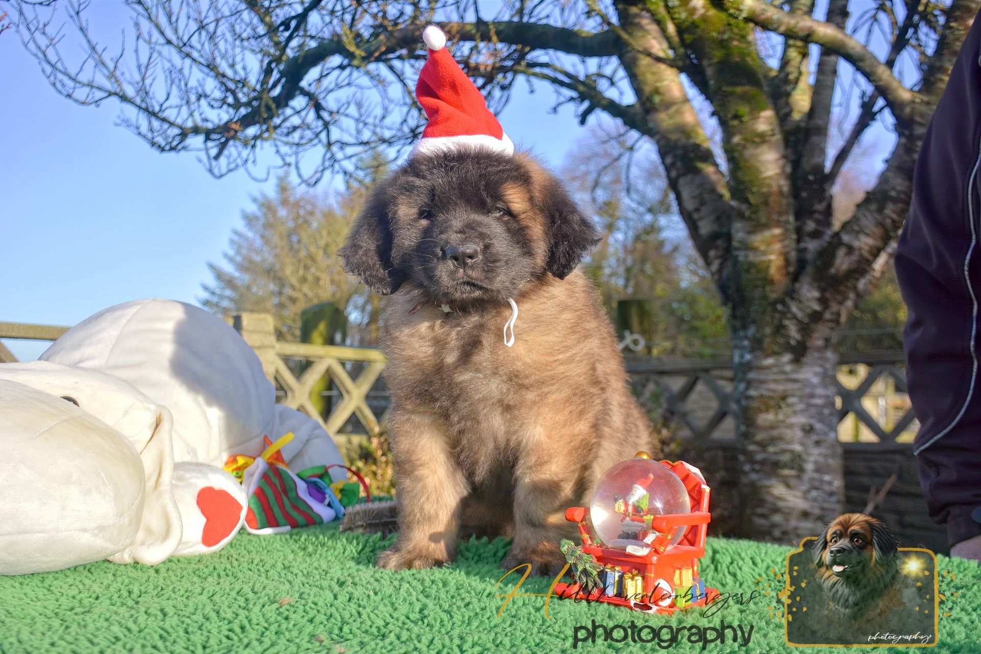 Fluffy dog in a Santa hat sitting on grass with holiday toys in a sunny yard