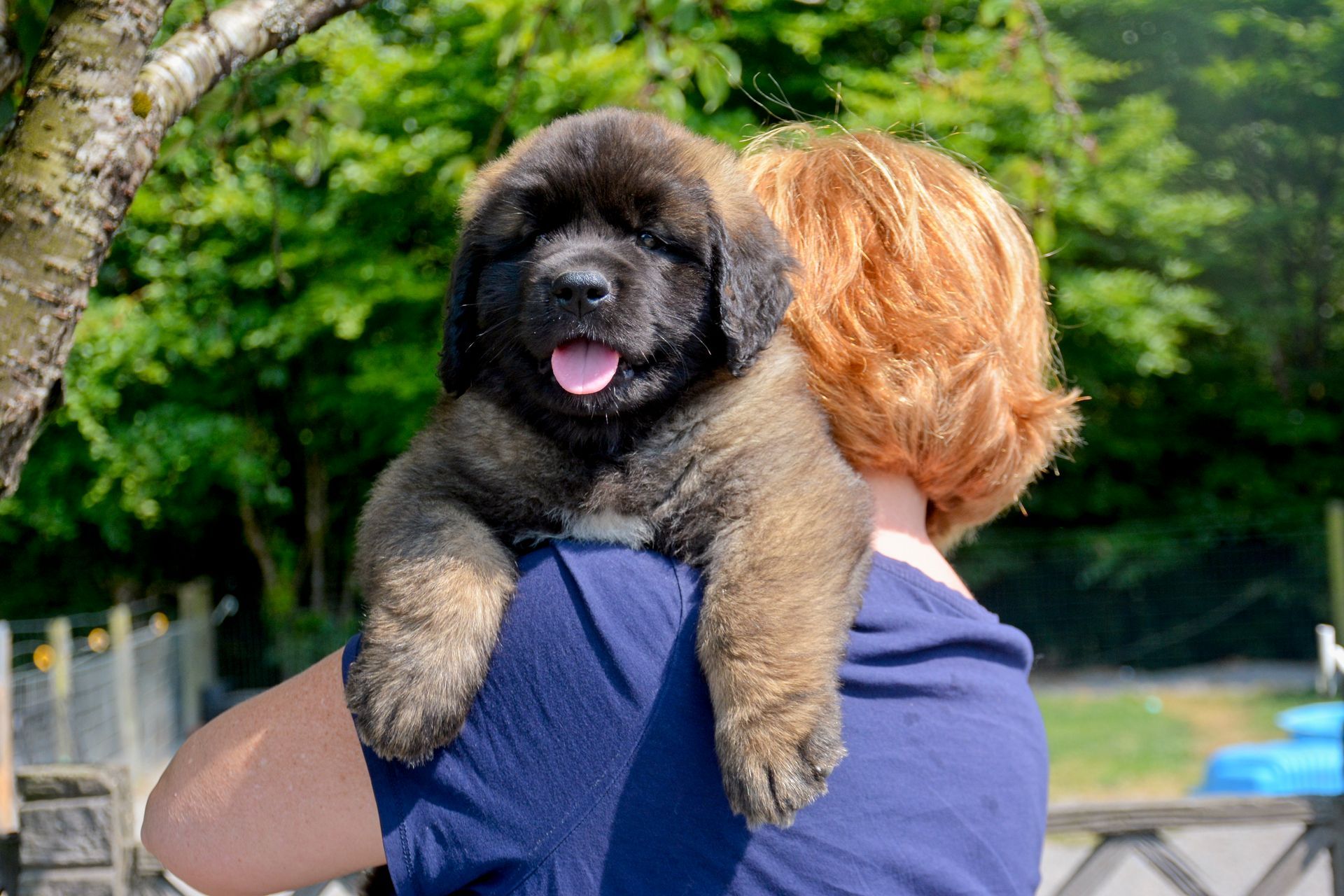 Hillhavenleonbergers leonbergers