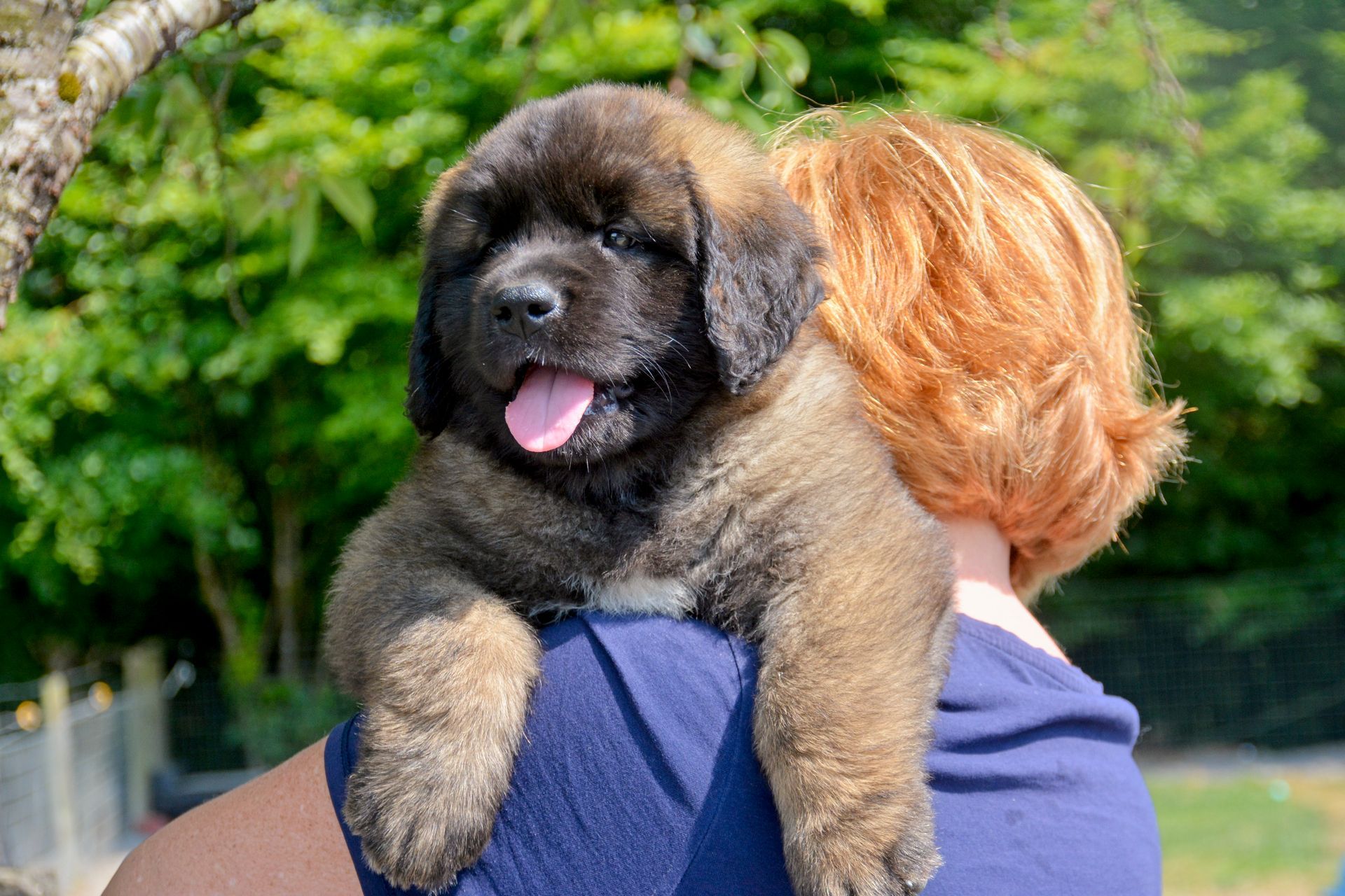 Hillhavenleonbergers leonbergers