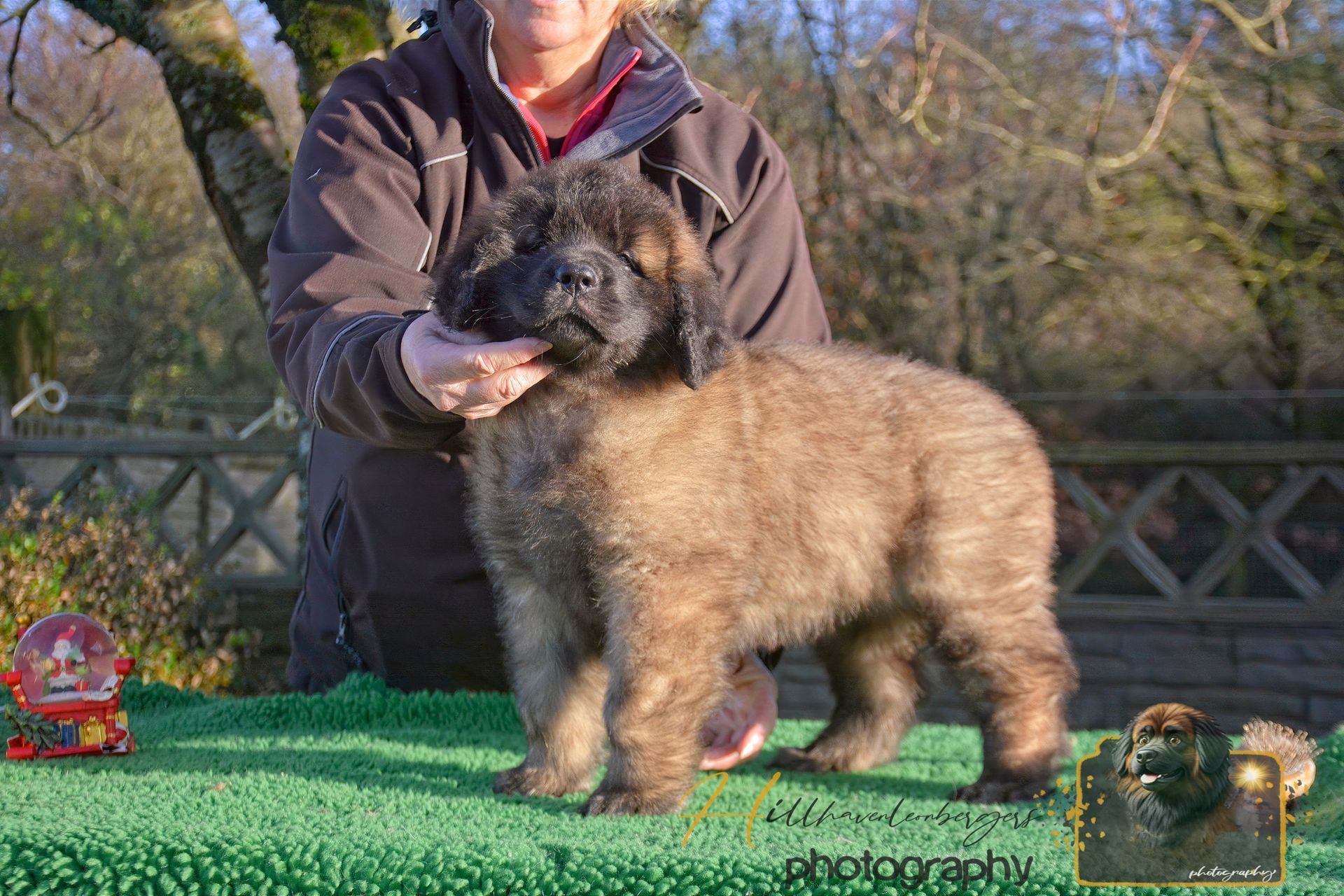 Fluffy brown puppy standing on a green mat, held by a person outdoors in a yard.