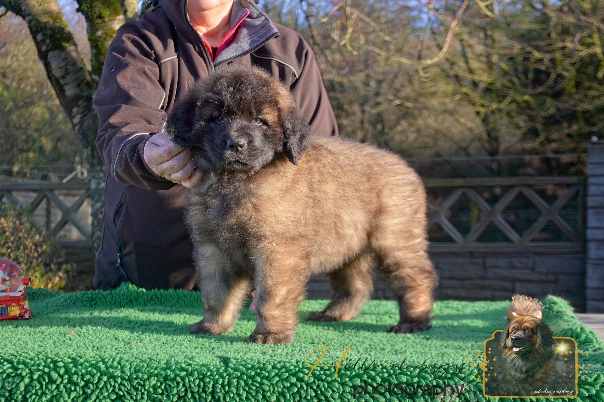 Brown fluffy puppy standing on a green table, held by a person outdoors.