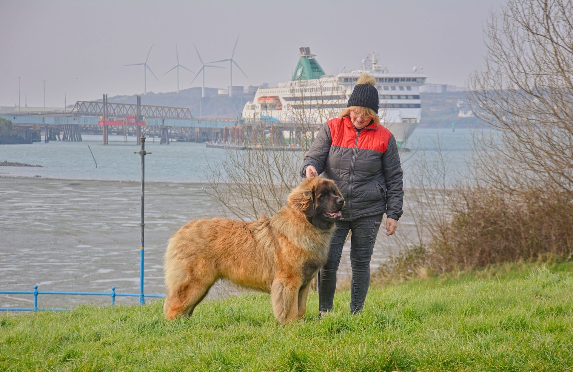 a woman is standing next to a large dog in a field .