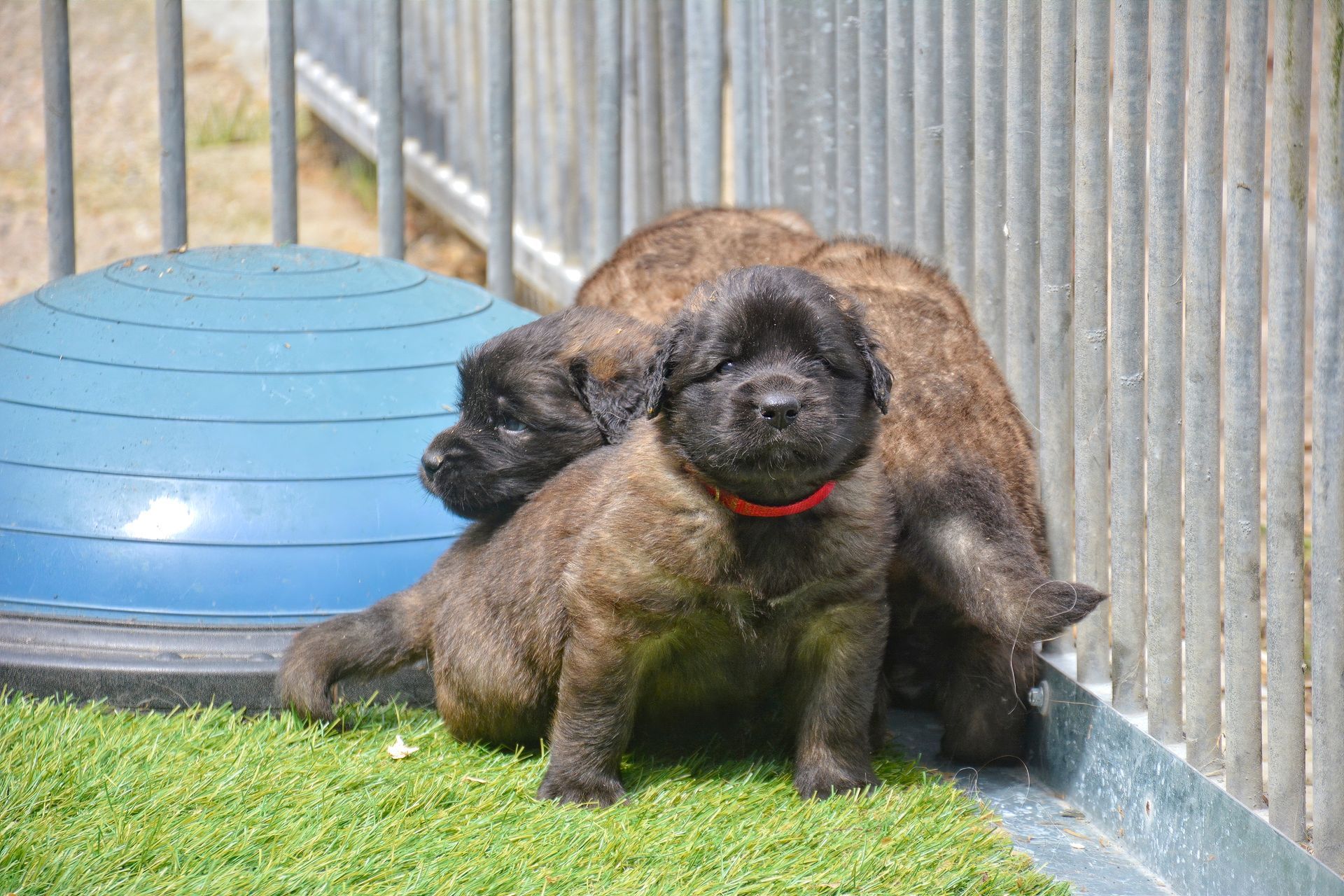 Two brindle puppies sitting on grass beside a blue tunnel and metal fence