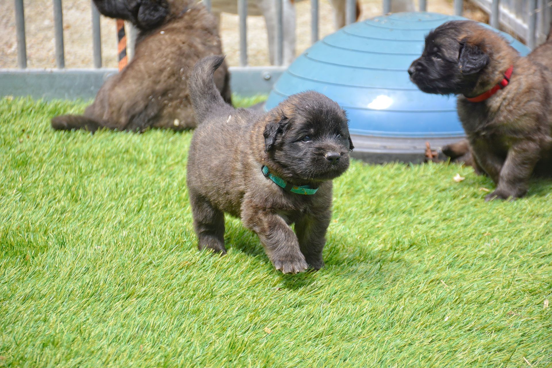 Three curly-haired puppies on grass, one in front with a green collar, one blue ball behind them.