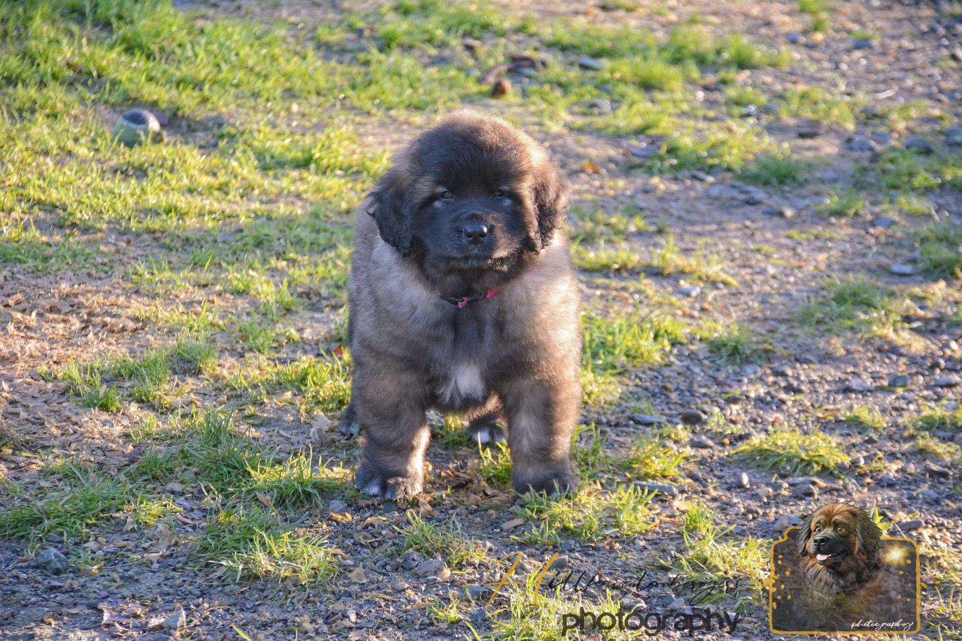 Fluffy brown puppy standing on a grassy path in sunlight