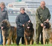 Three people stand with three large dogs in a grassy outdoor setting near a river.