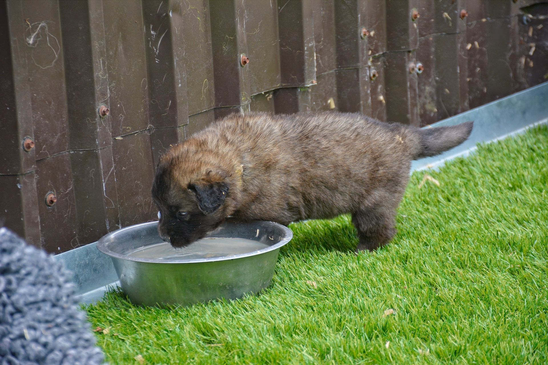 Brown puppy drinking from a metal bowl on grass beside a wooden fence