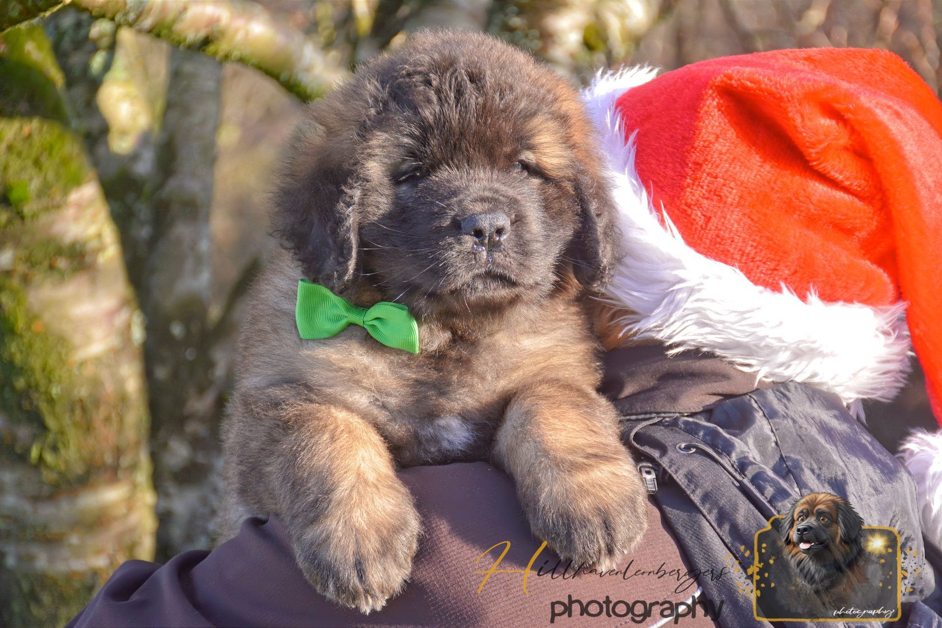 Puppy wearing a green bow tie beside a red Santa hat, resting outdoors in sunlight