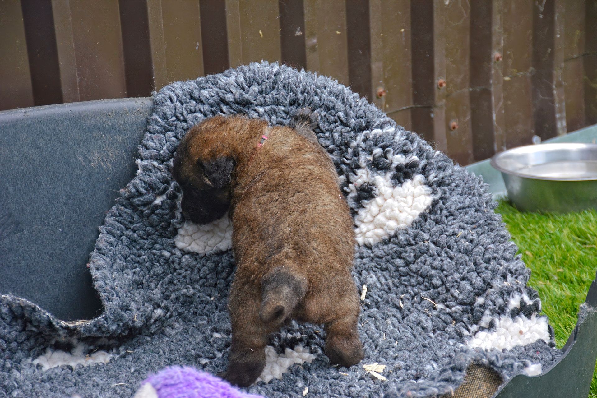 Brown dog burrowing into a gray pet bed outdoors beside a metal water bowl and grass