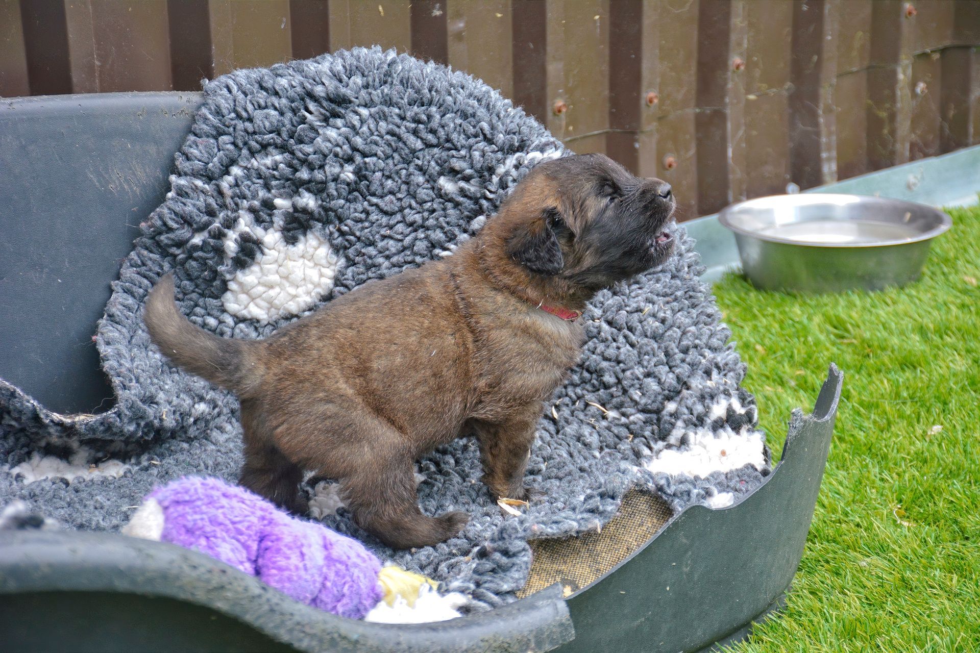 Small brown dog standing in a gray pet bed outdoors, with a purple toy nearby and a metal bowl in the grass.