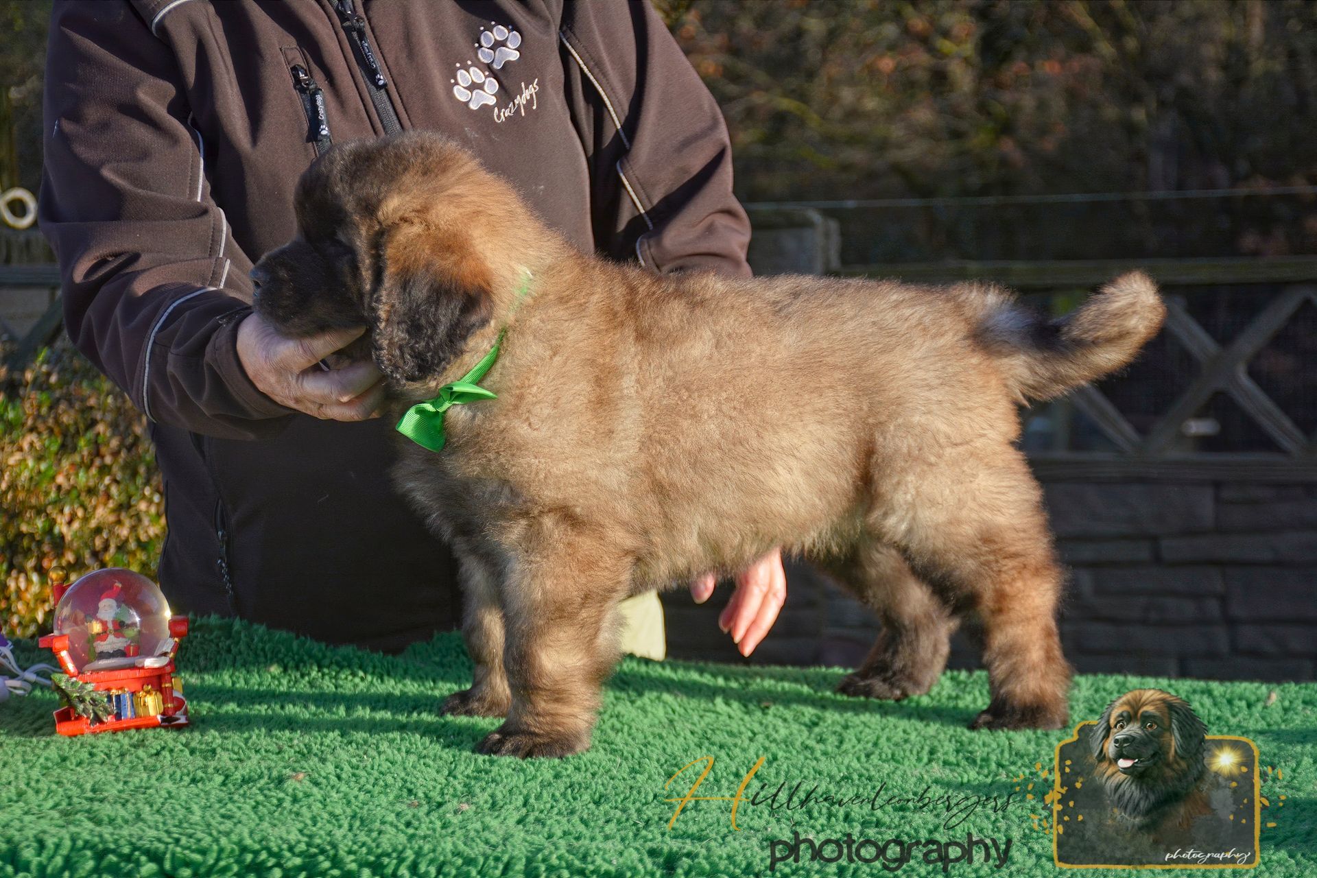Fluffy tan puppy with green collar standing on a table beside a person outdoors