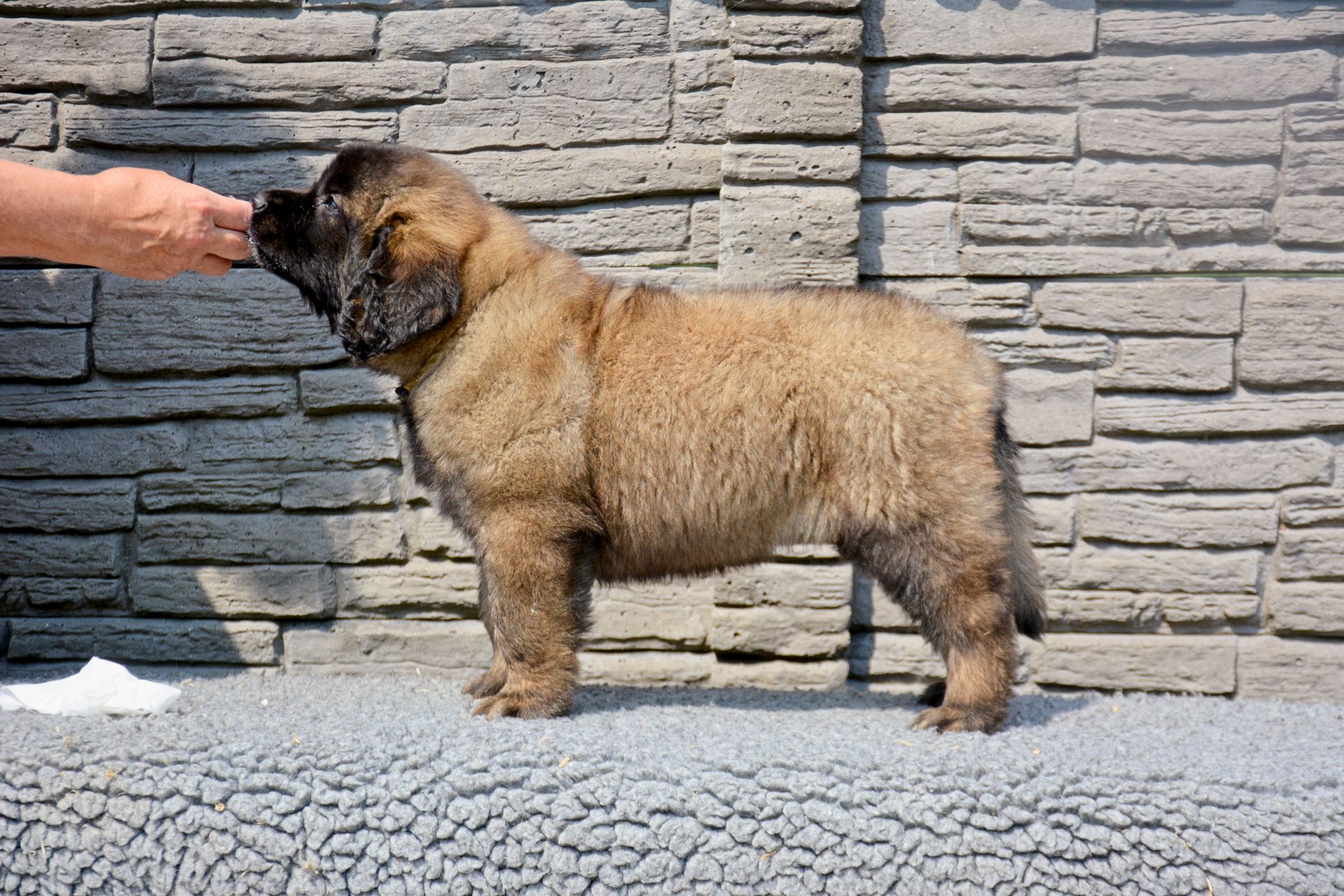 Hillhavenleonbergers leonbergers