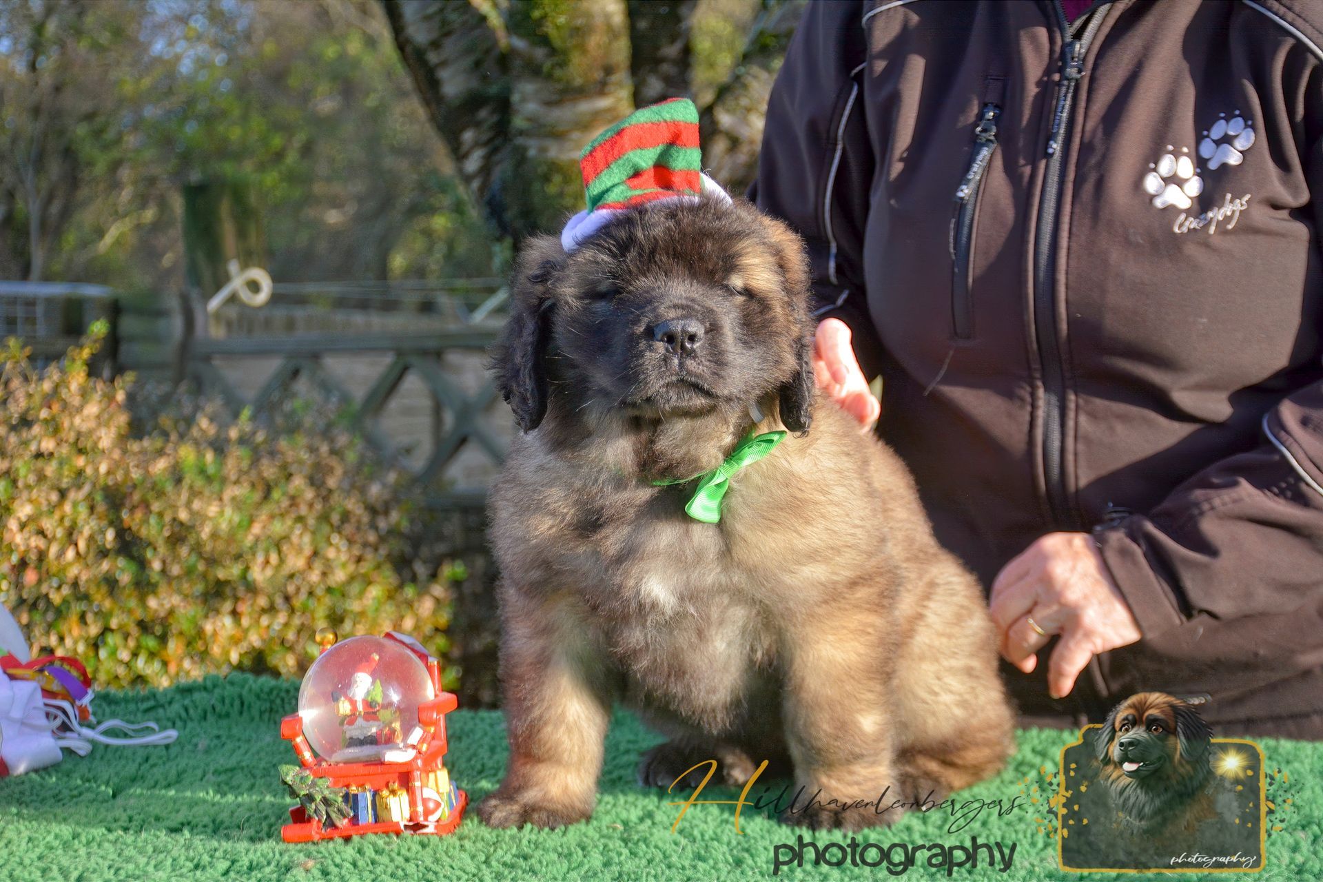 Small fluffy puppy wearing a red-and-green hat sits on grass beside a person outdoors.