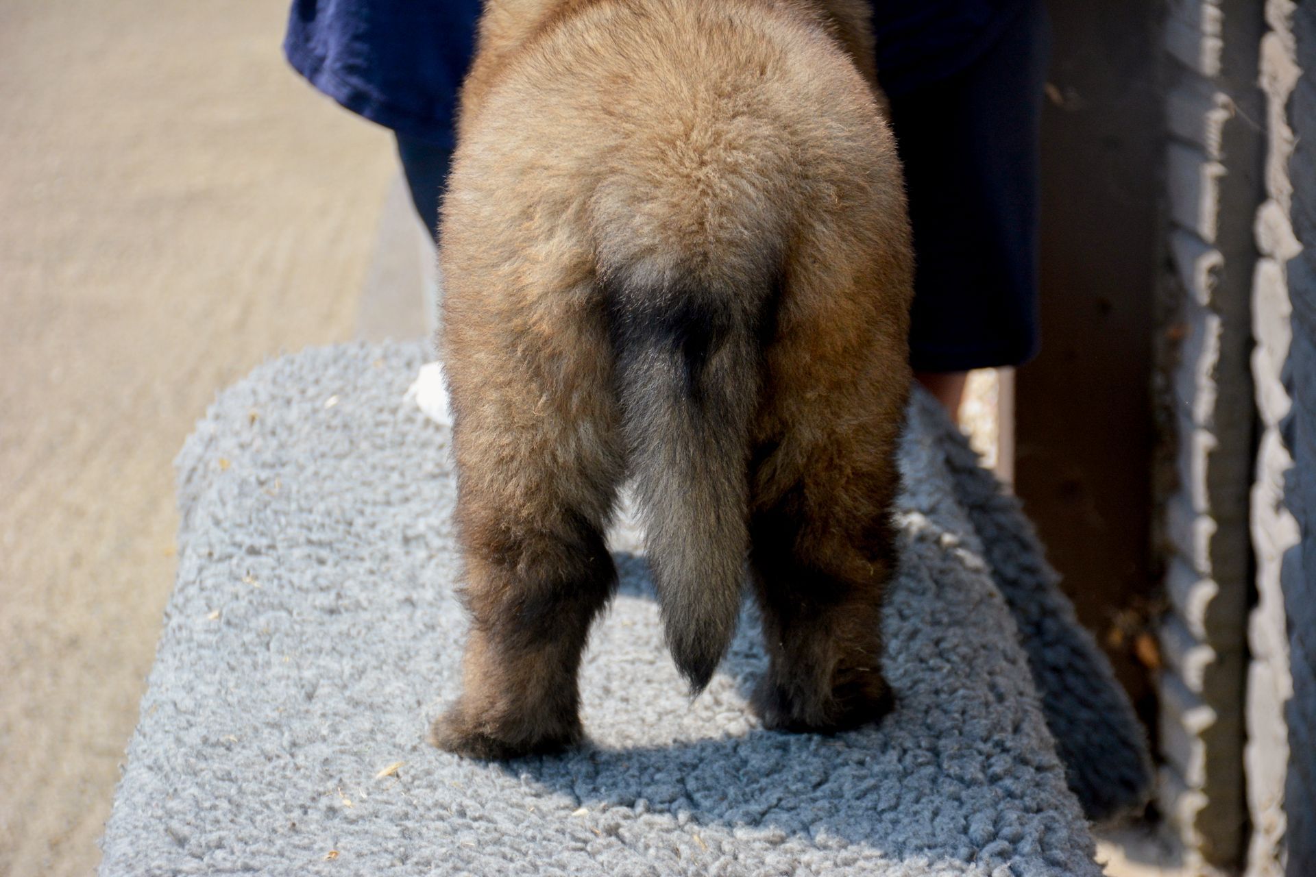 Hillhavenleonbergers leonbergers