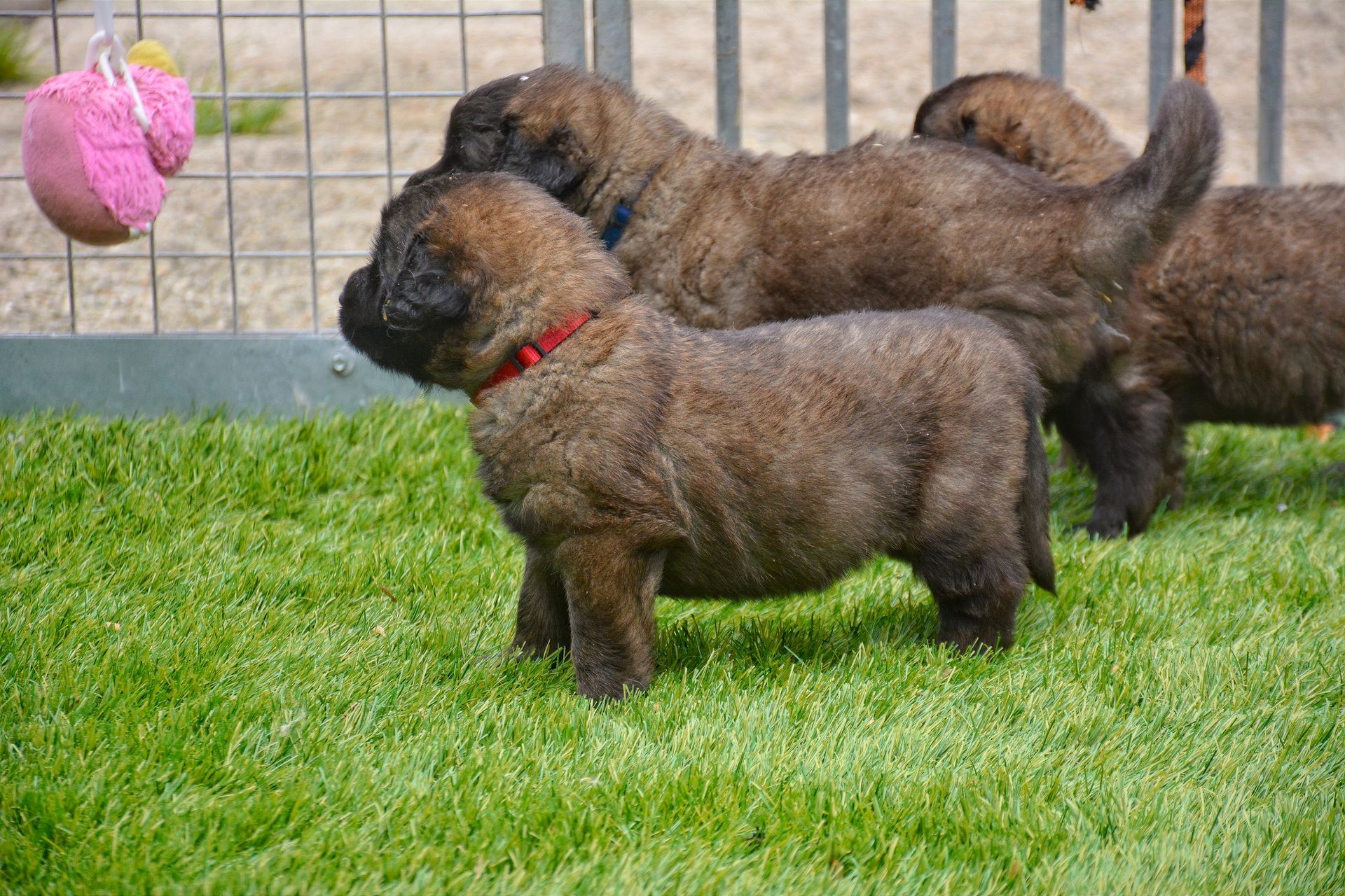 Three curly-haired puppies on grass, with a pink ball hanging at left