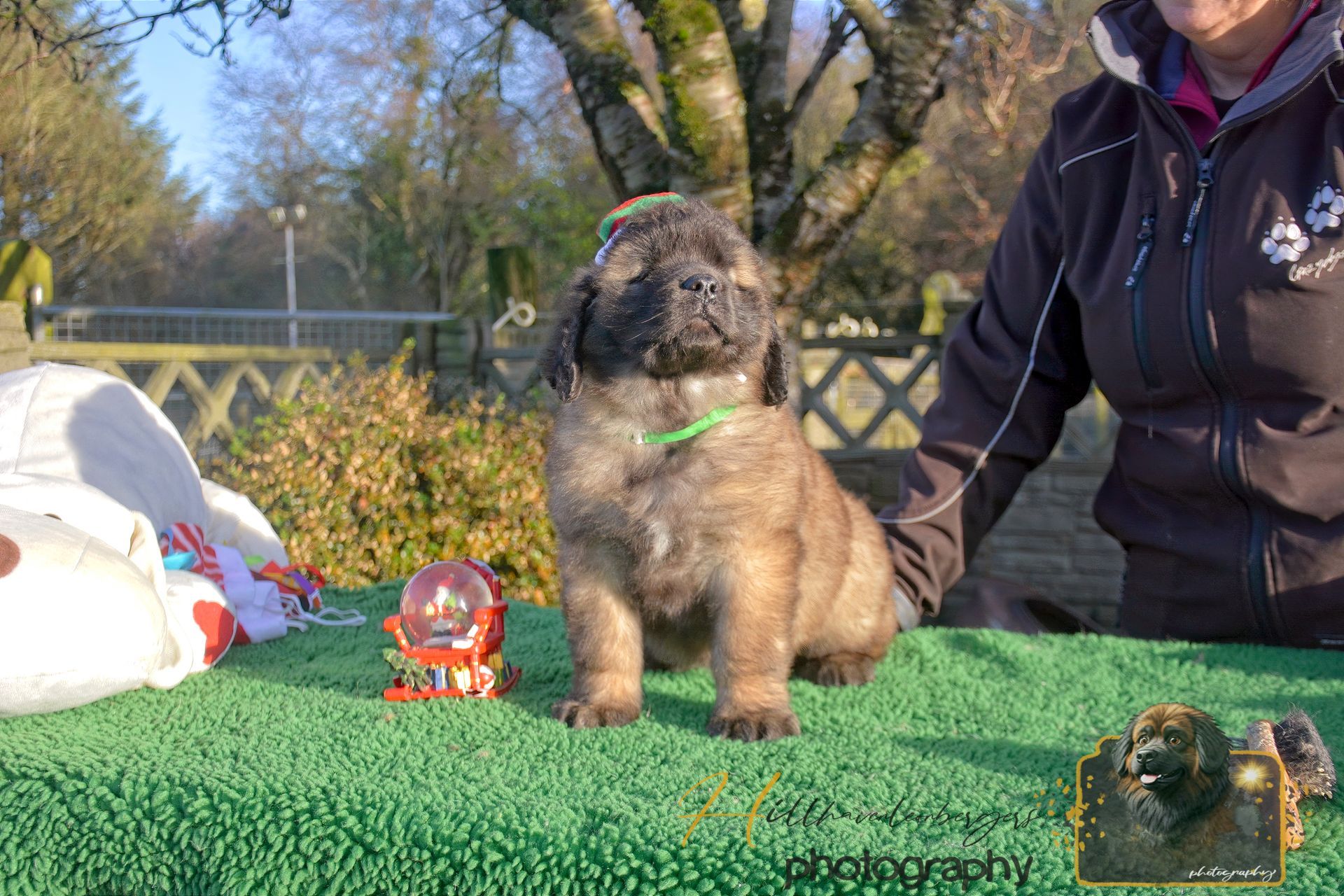Small fluffy puppy on green turf outdoors, beside a person in a black jacket and a toy.