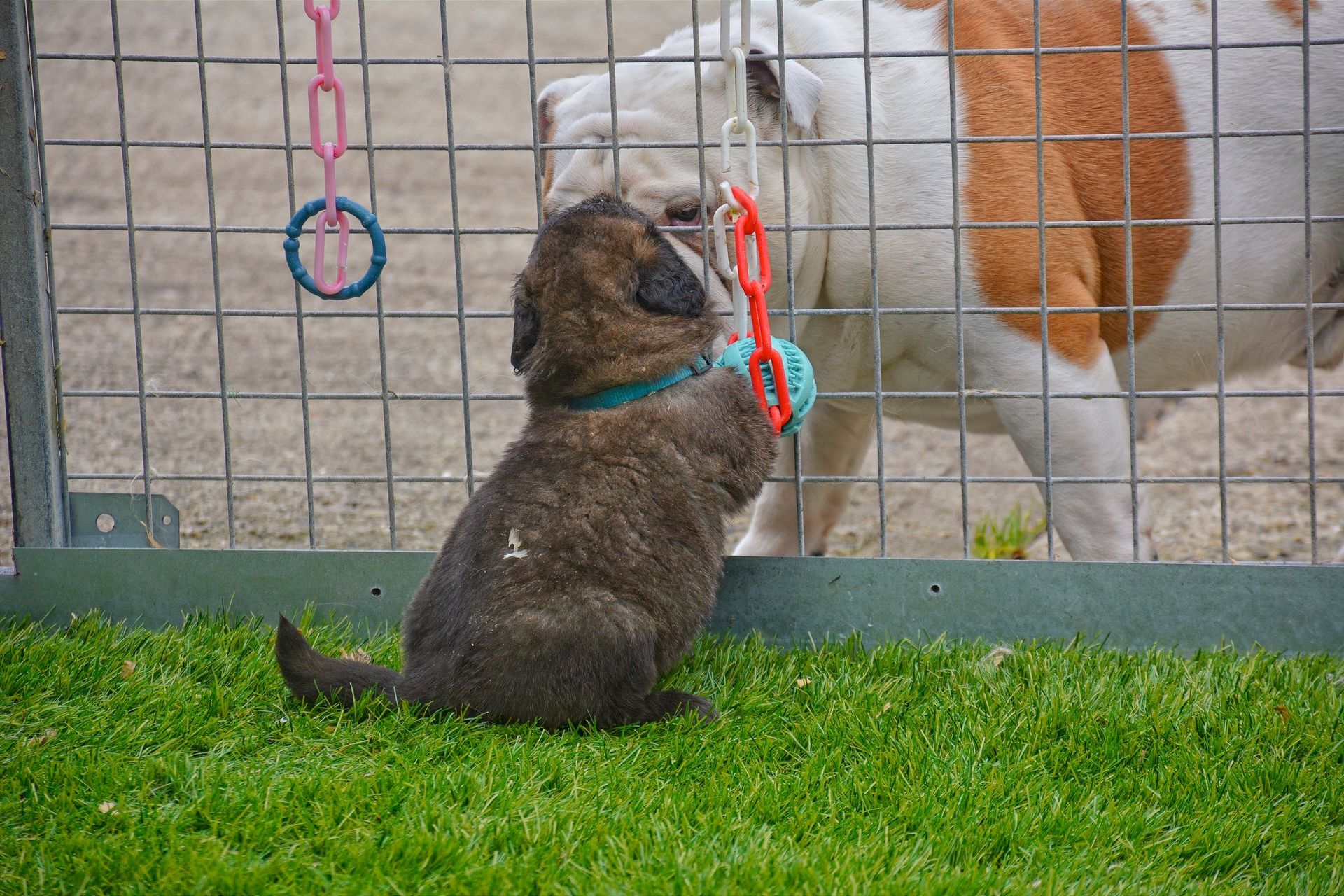 Small dog on grass looking through a fence at a large brown-and-white dog on the other side.