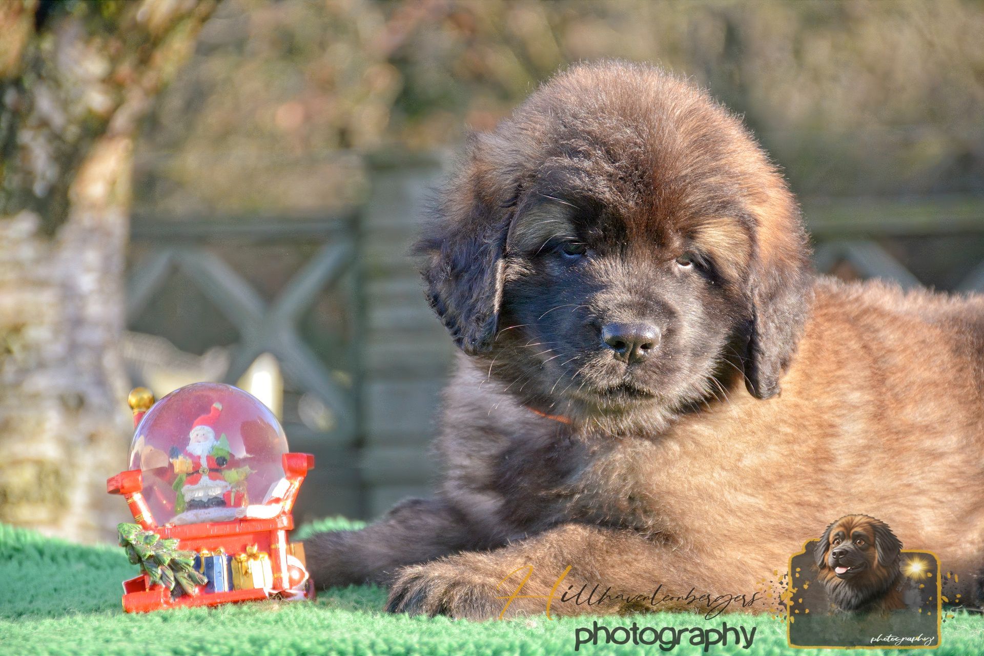 Puppy lying on grass beside a small crystal ball and festive decoration, outdoors in sunlight