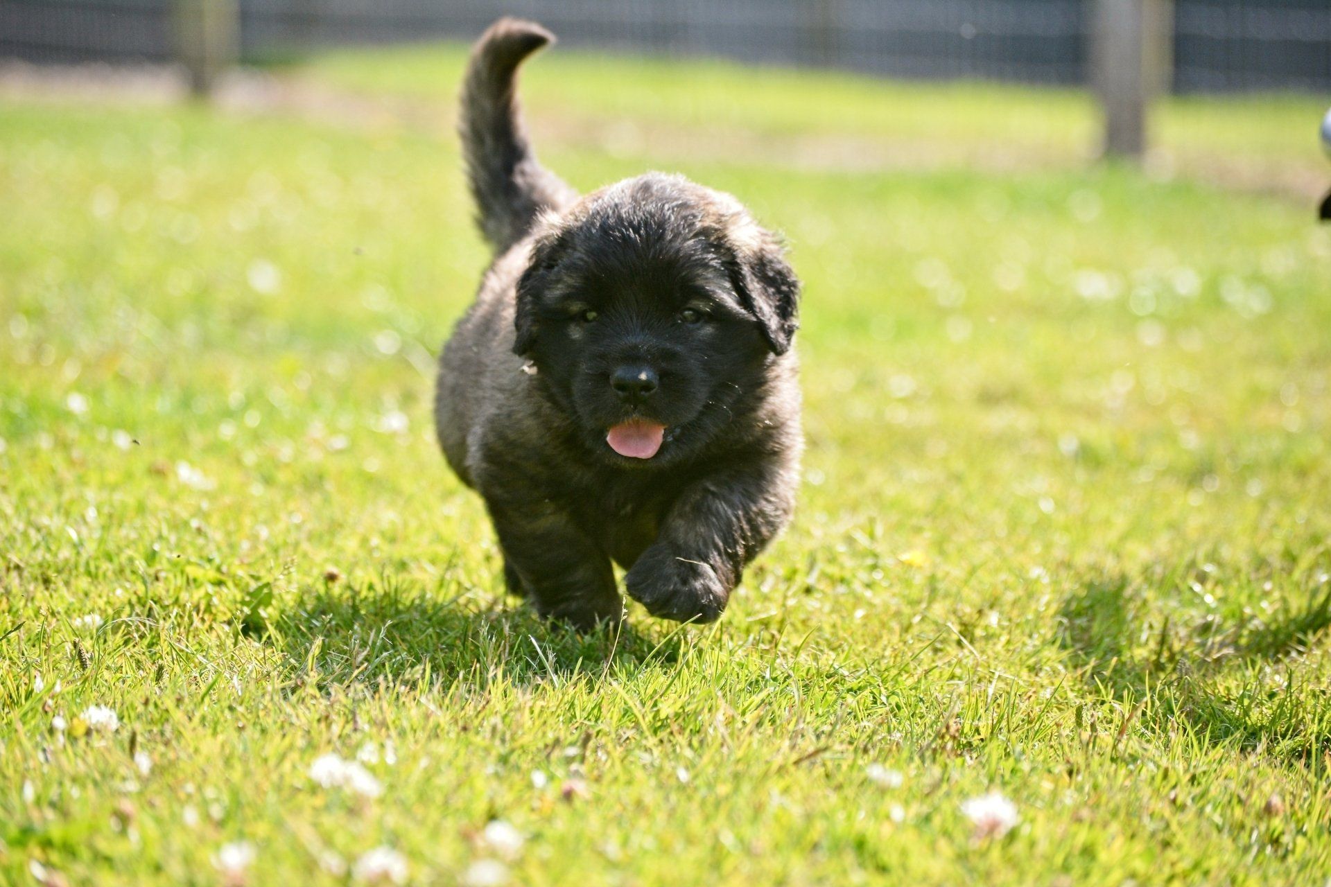 Hillhavenleonbergers leonbergers