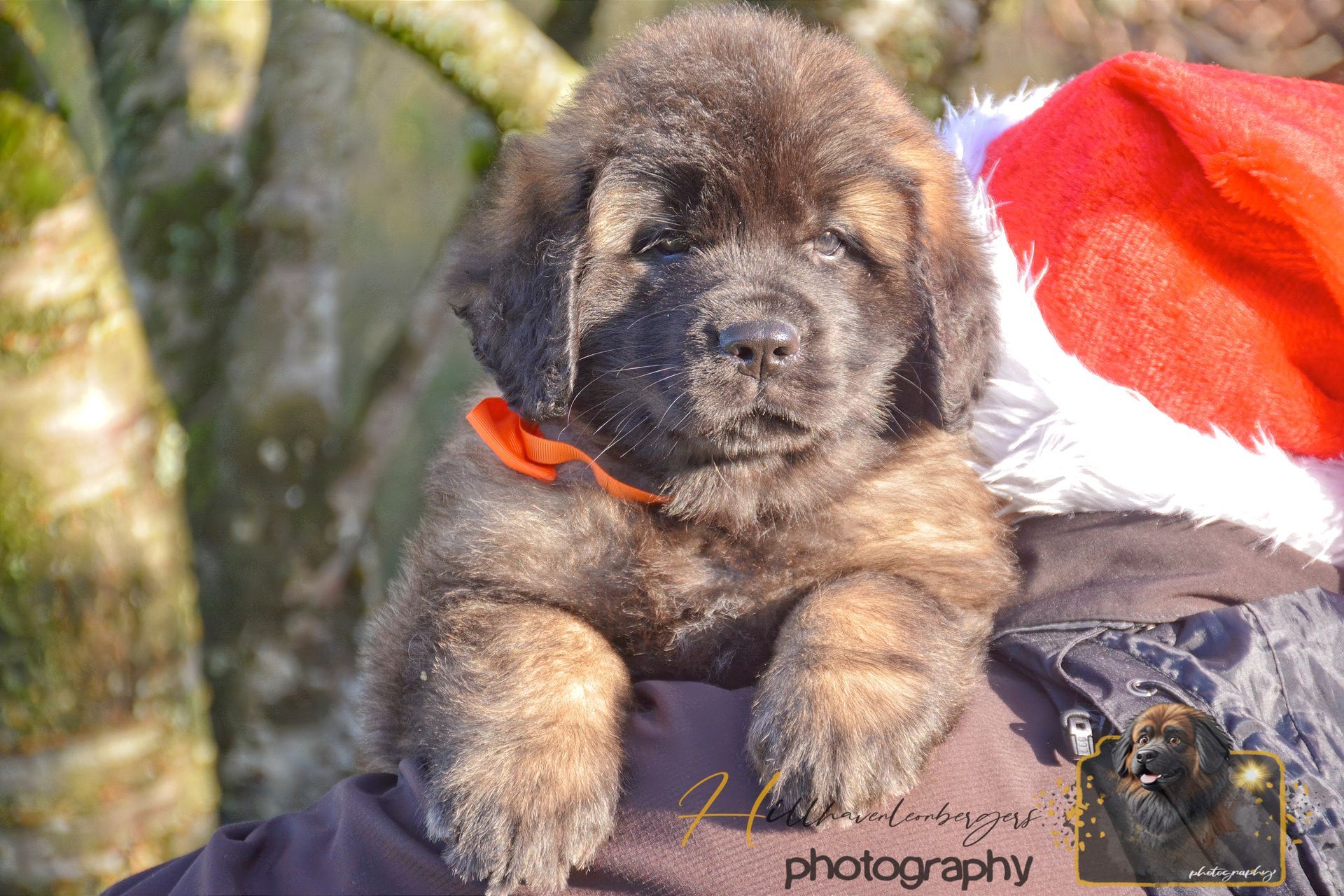 Fluffy brown puppy sitting beside a red-and-white Santa hat outdoors