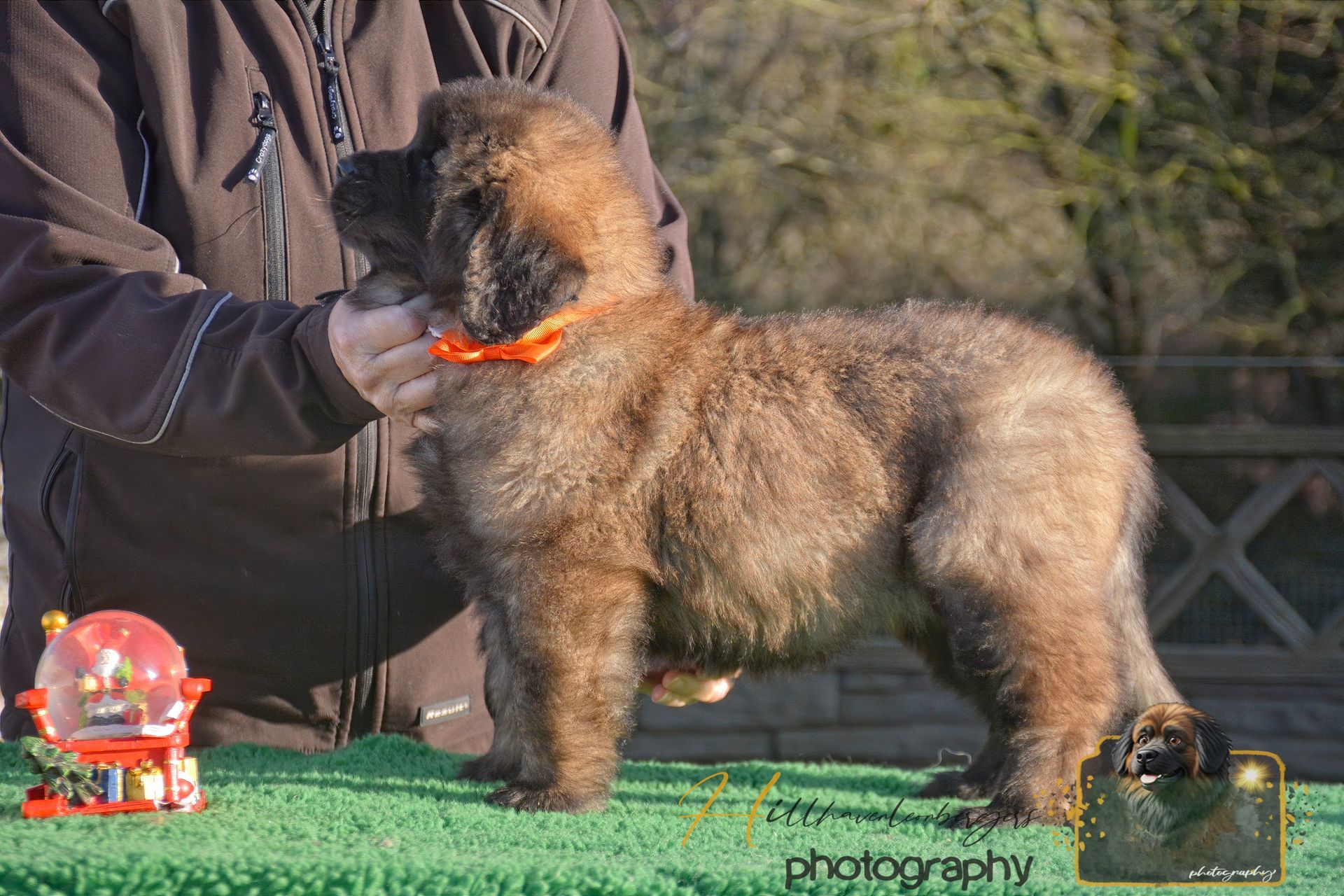 Brown fluffy dog wearing an orange collar standing on green turf beside a person outdoors