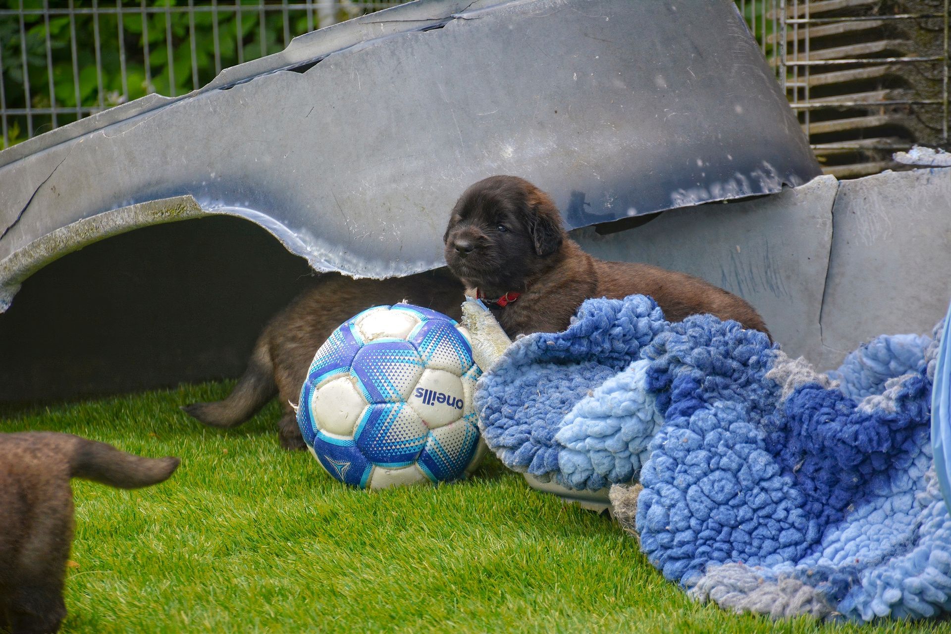 Black cat on grass beside a blue ball, a blue blanket, and a shelter-like structure