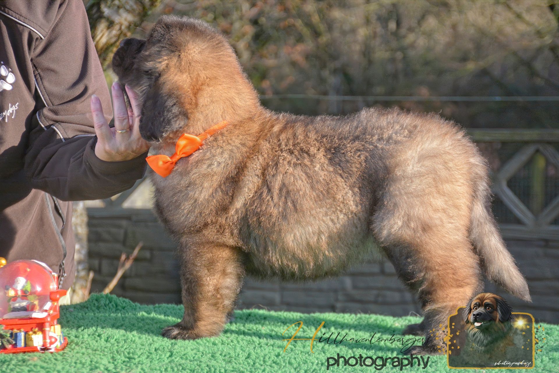 Fluffy brown dog wearing an orange ribbon, standing on green turf outdoors with a handler nearby