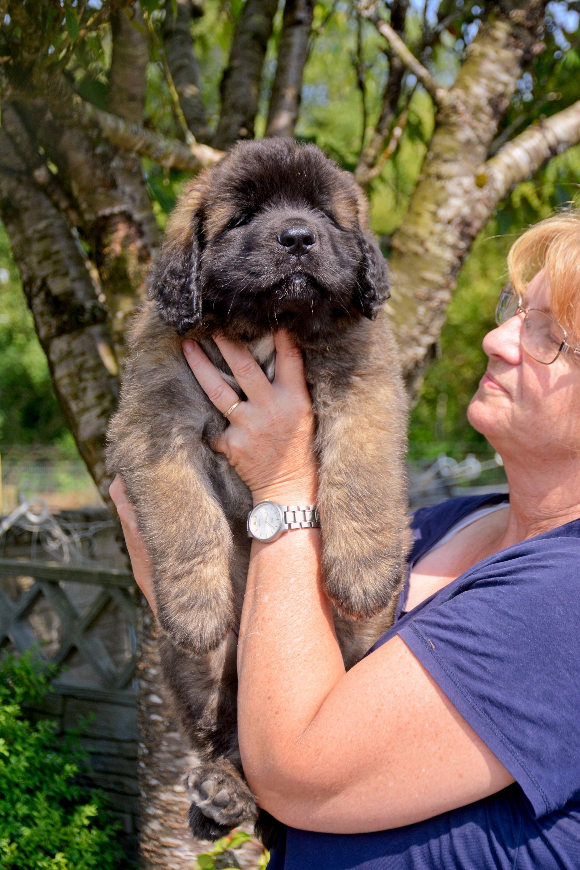 Hillhavenleonbergers leonbergers
