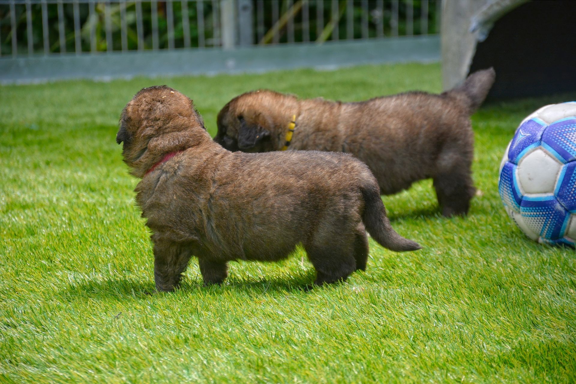 Two fluffy brown puppies on grass, with a blue soccer ball nearby