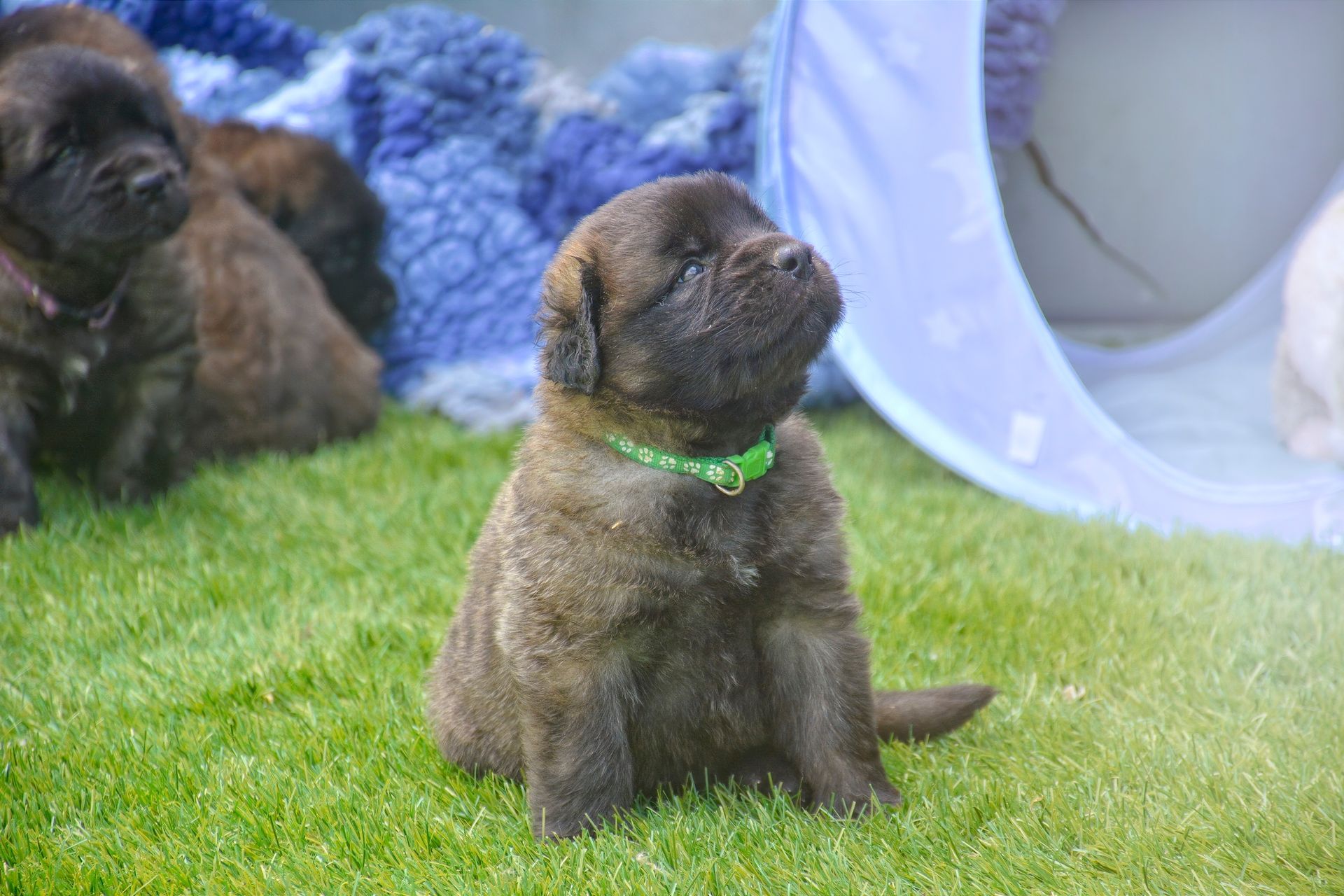 Brown puppy with a green collar sitting on grass beside other puppies and a white play tunnel