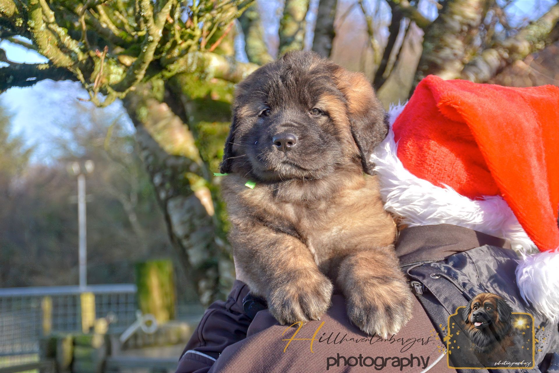Brown puppy in a red Santa hat being held outdoors in sunlight