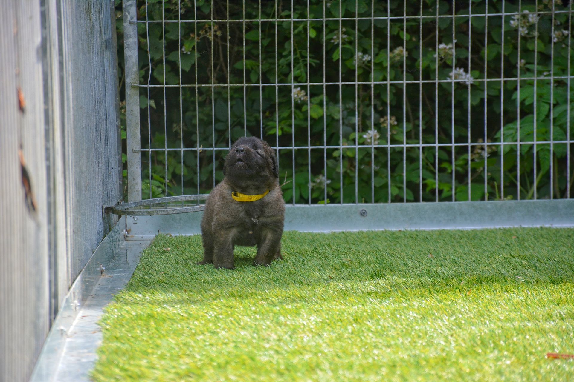 Small dark puppy with a yellow collar standing on grass near a fence.
