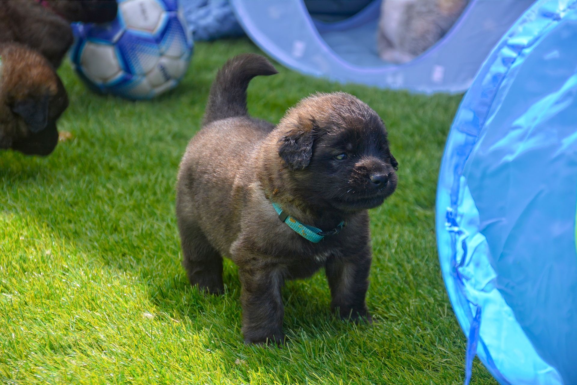 Small black puppy standing on green grass beside a blue play tunnel and soccer ball.