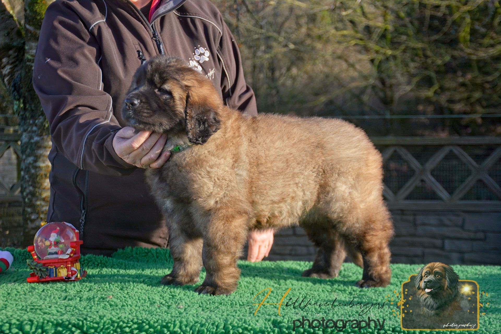 Fluffy tan puppy standing on green turf beside a handler outdoors, with a small award plaque nearby