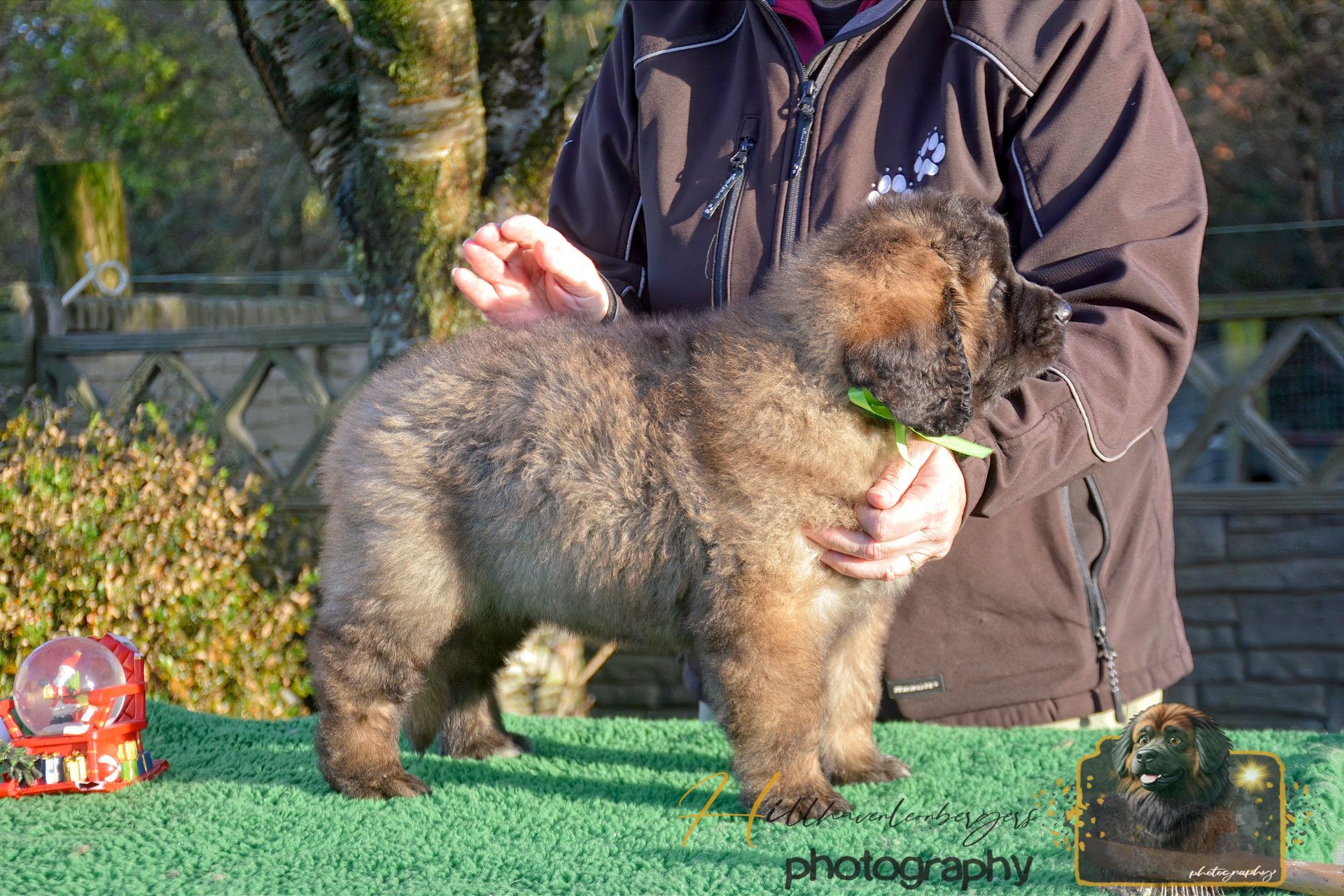 Brown puppy standing on green turf, being held by a person outdoors in sunlight