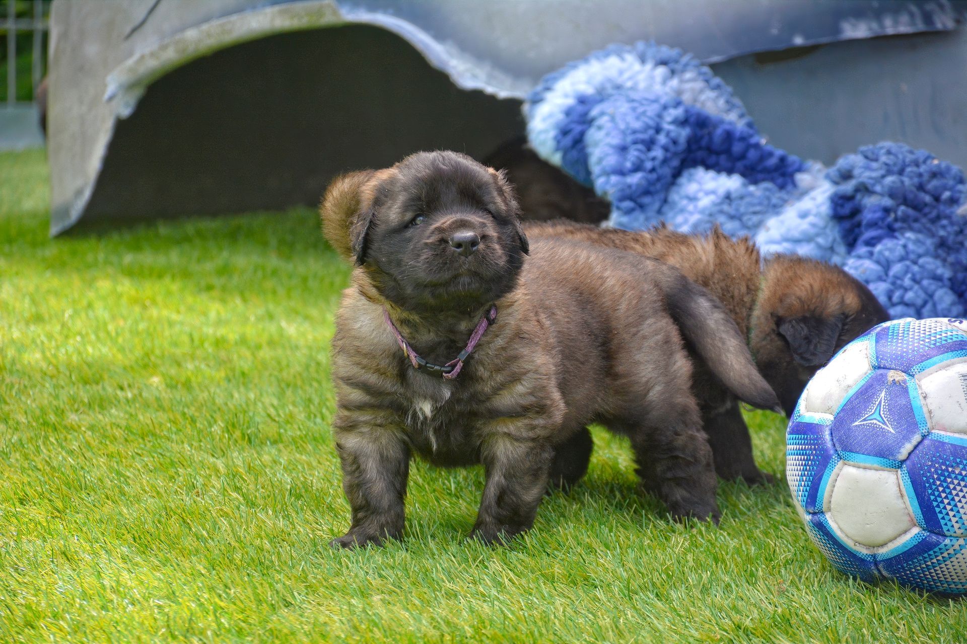 Small brown puppy standing on grass beside a blue-and-white soccer ball and a blue toy tunnel