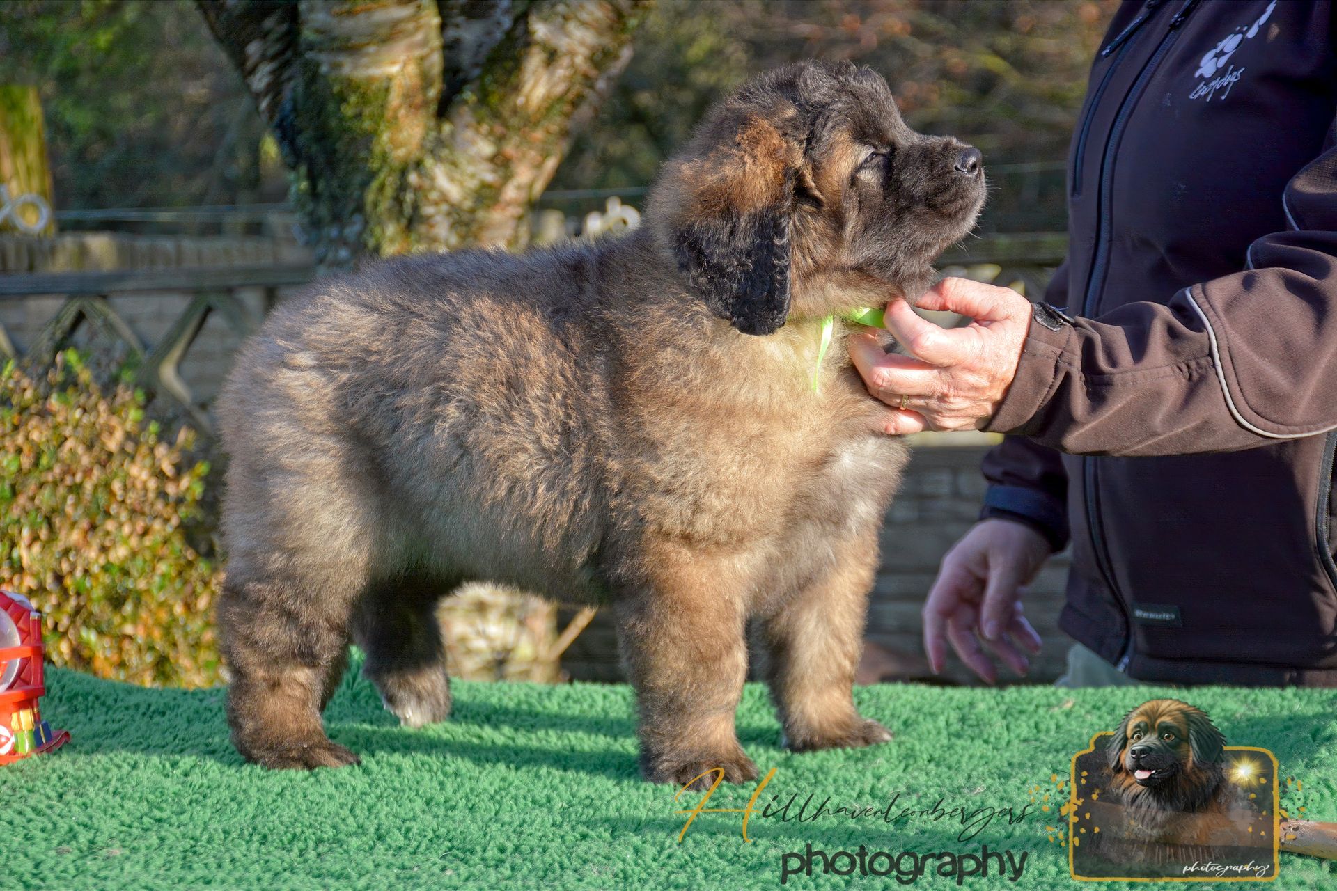 Fluffy brown puppy standing on a green table, being fed by a person outdoors