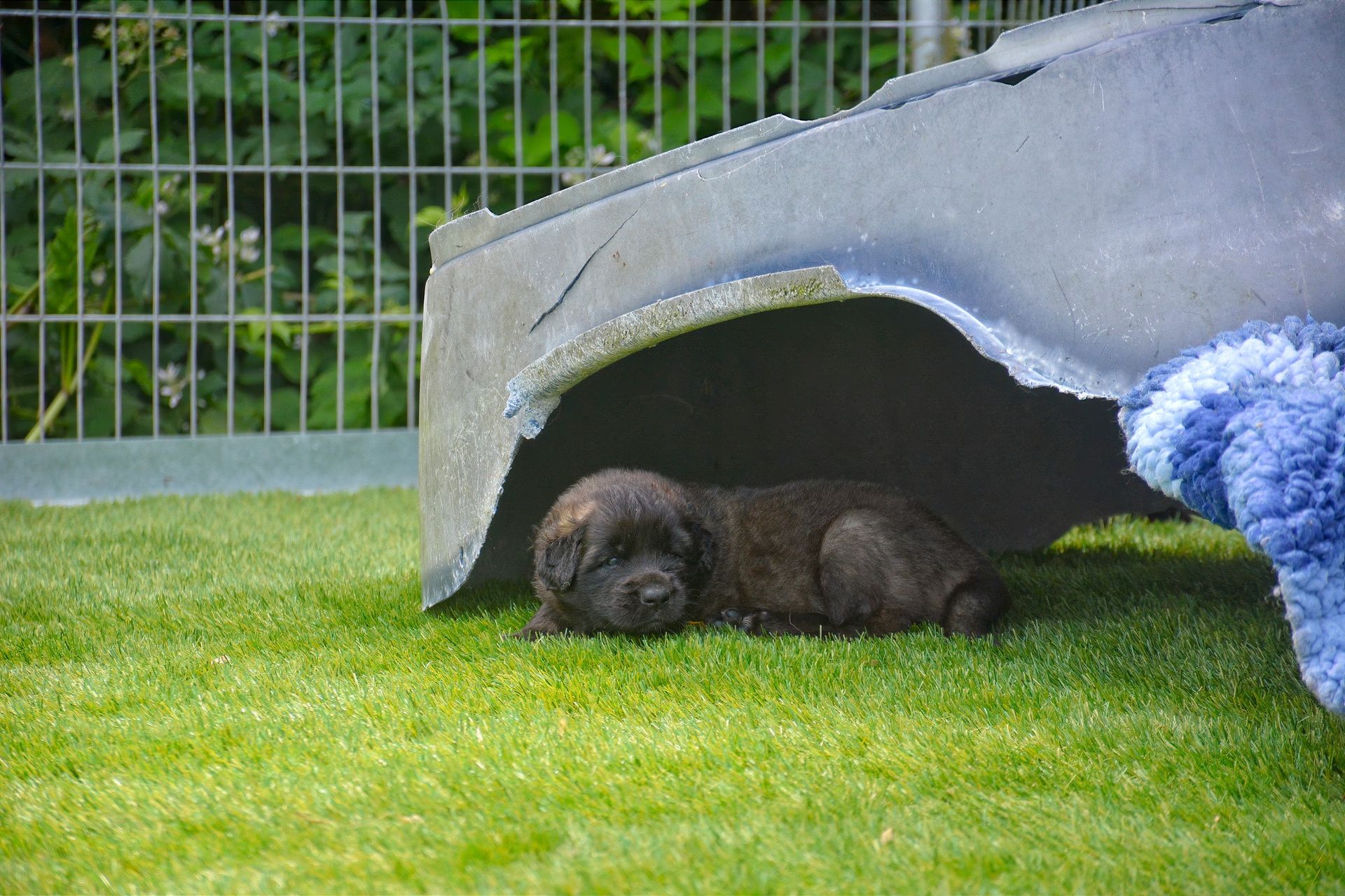 A small dark brown puppy resting under a low concrete shelter on green grass, with a fence behind.