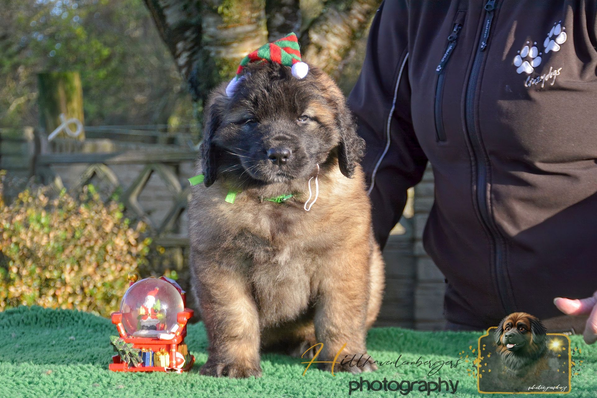 Small fluffy puppy with a red bow sits on grass beside a person outdoors.