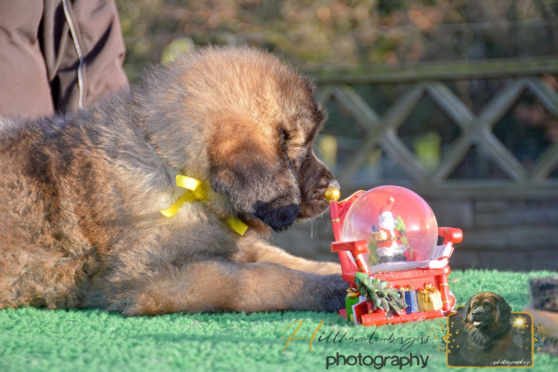 Brown puppy with yellow collar lying on green turf beside a red toy train