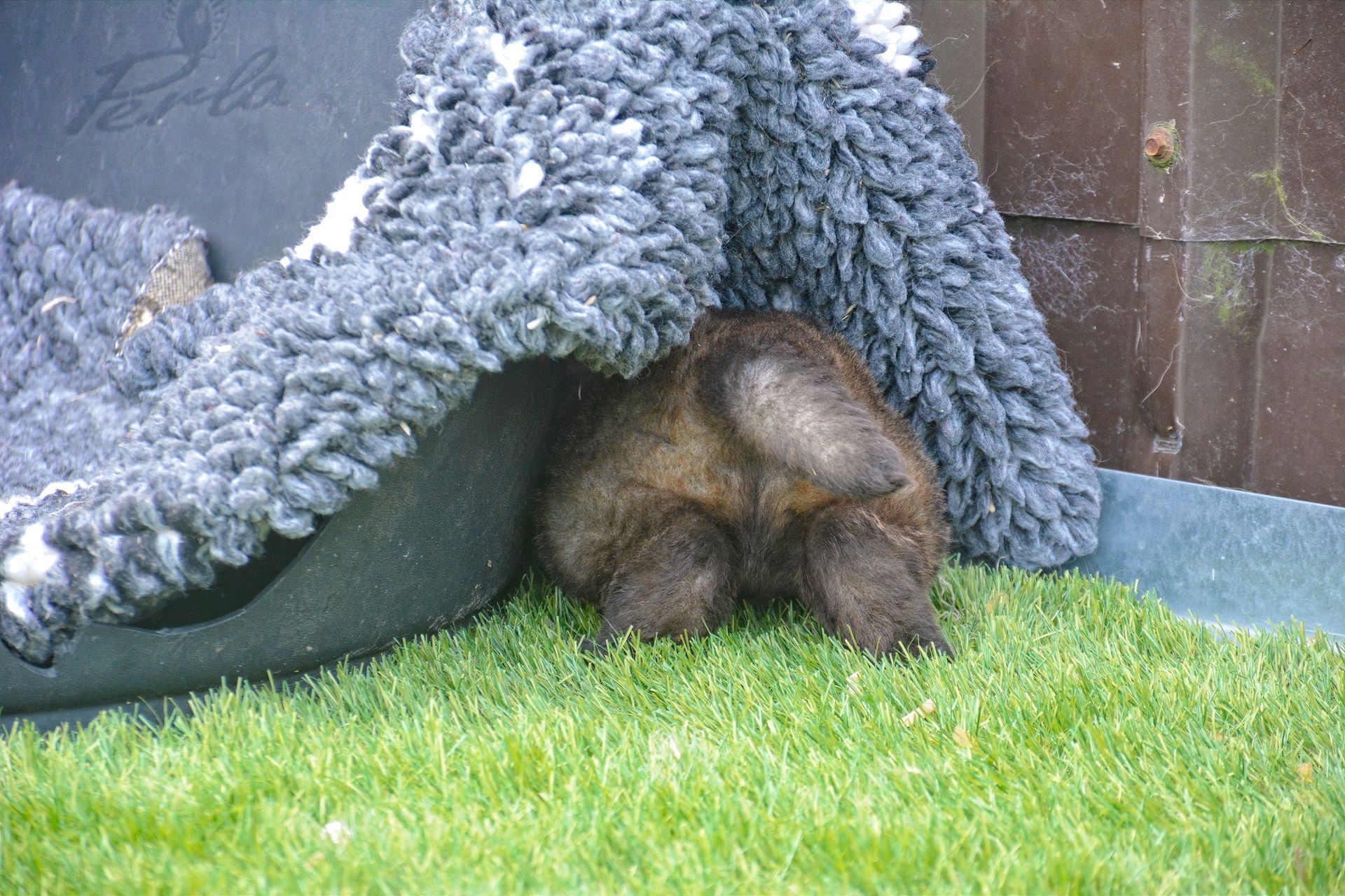 Small brown animal curled under a gray blanket on green grass beside a wall