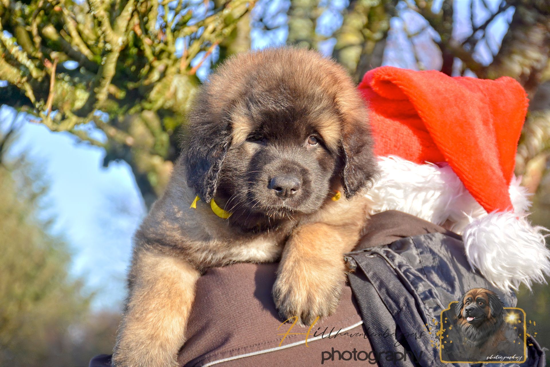 Tiny puppy wearing a Santa hat, being held outdoors against a blue sky and tree branches.