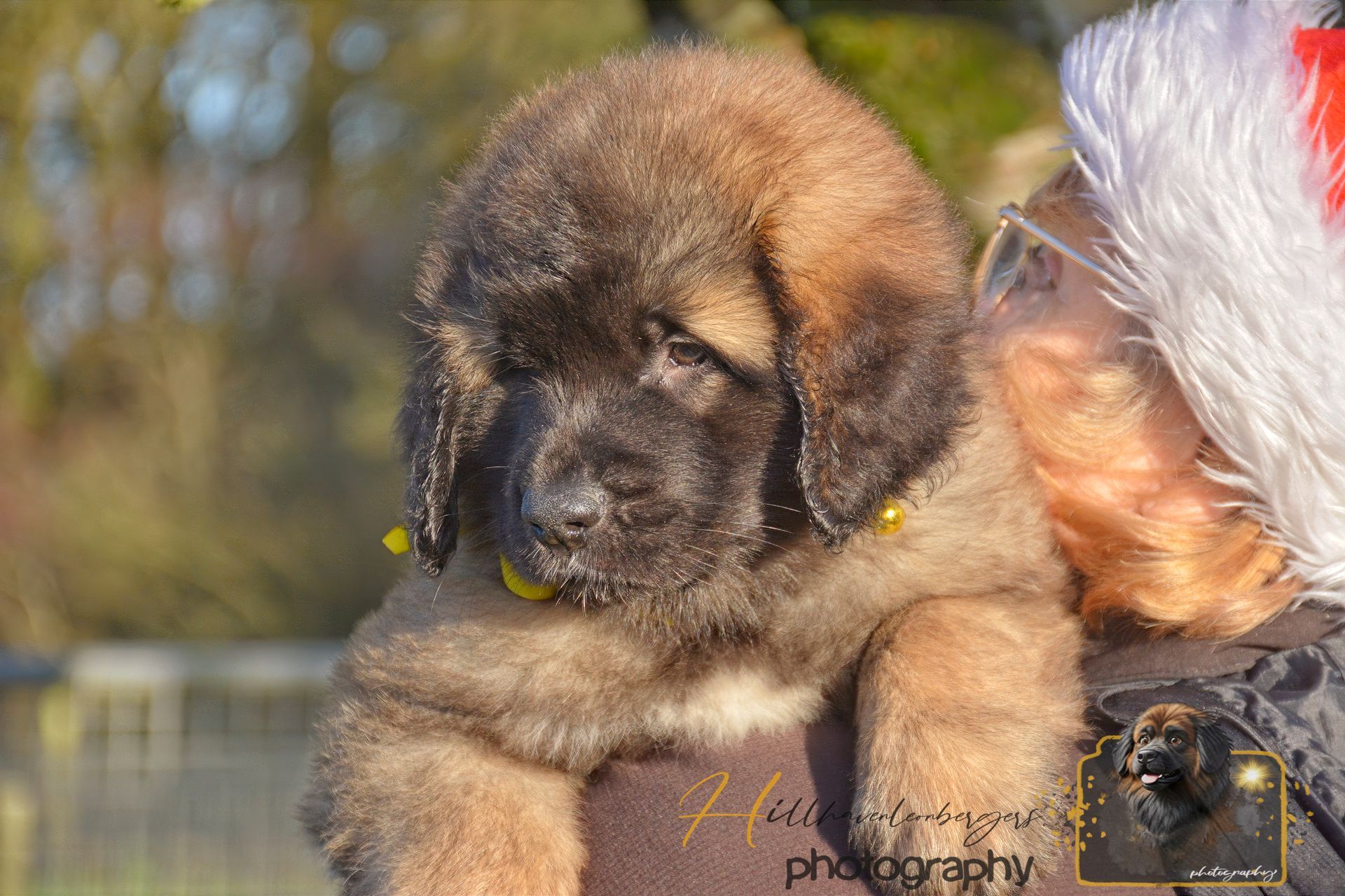 Brown puppy being held outdoors next to a person in a Santa hat