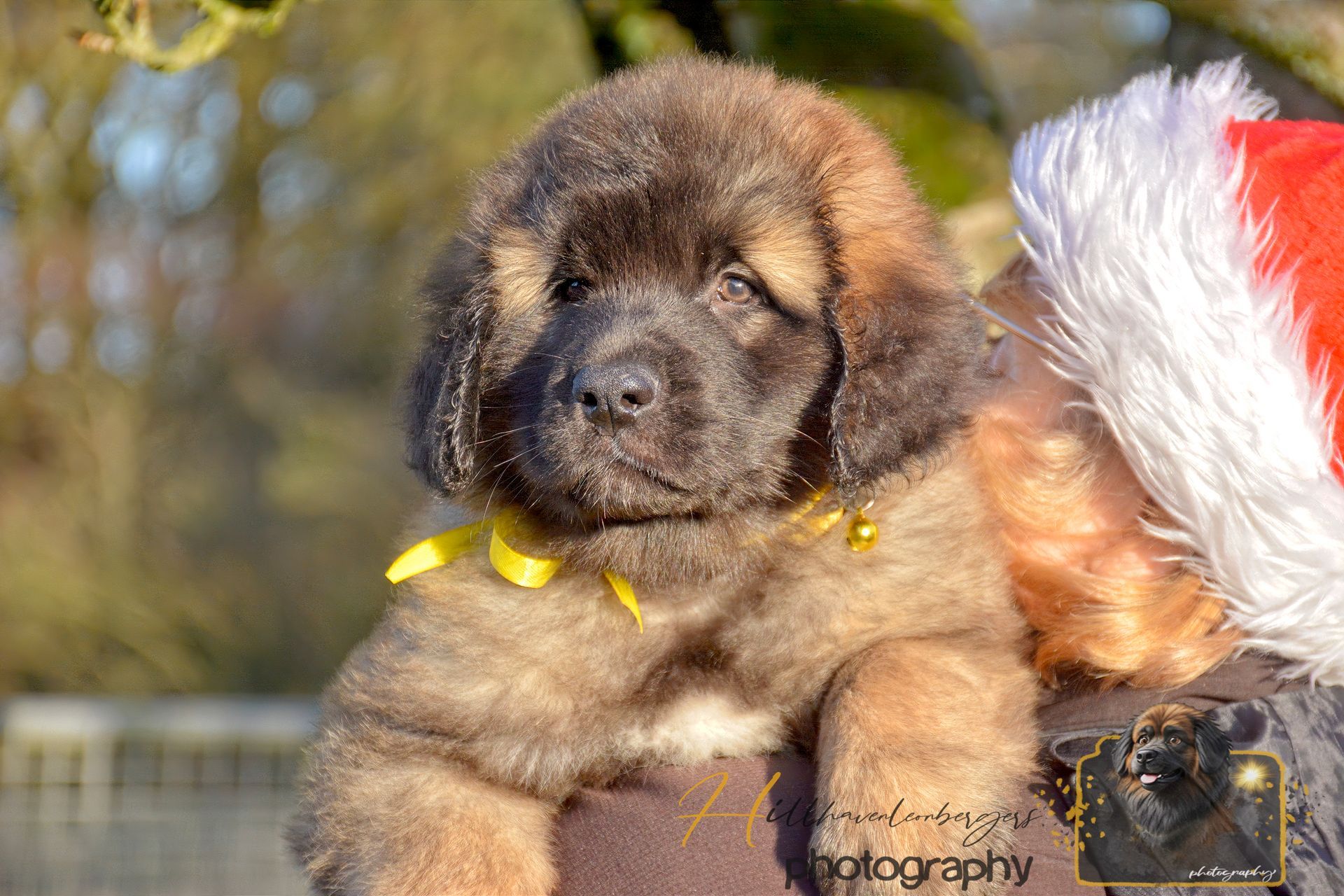Fluffy brown puppy in a Santa outfit outdoors, with a yellow ribbon around its neck.