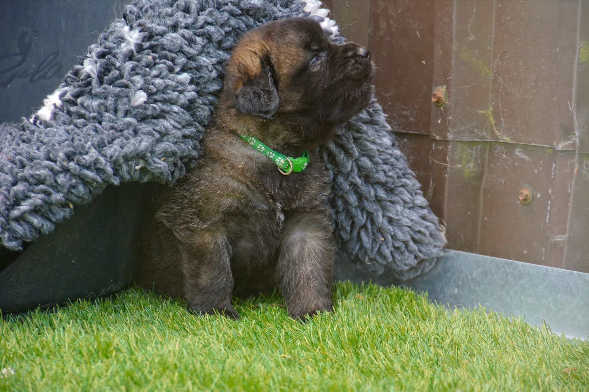 Small brown puppy wearing a green collar under a gray blanket on grass by a wooden wall