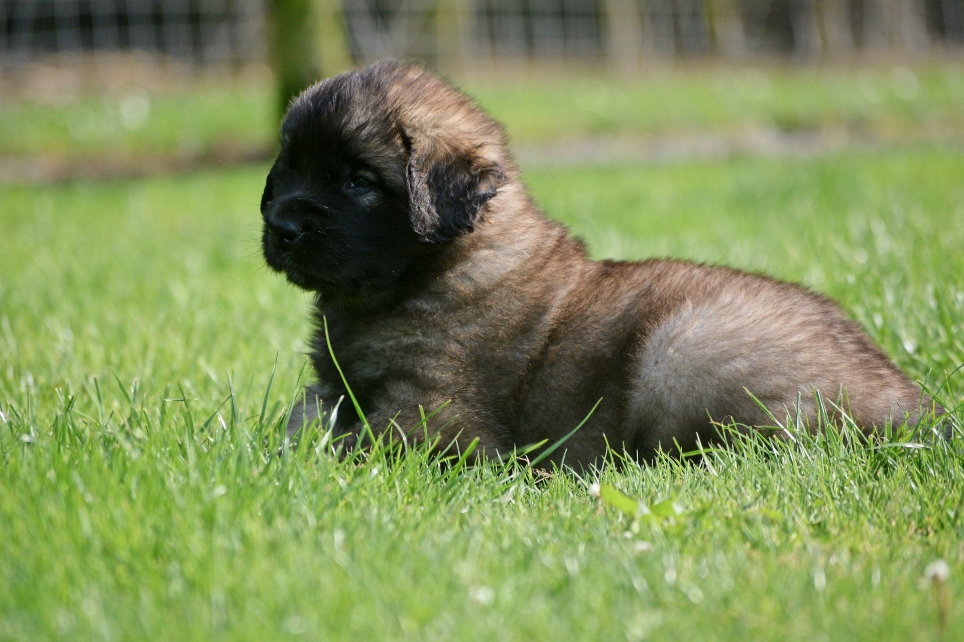 Hillhavenleonbergers leonbergers