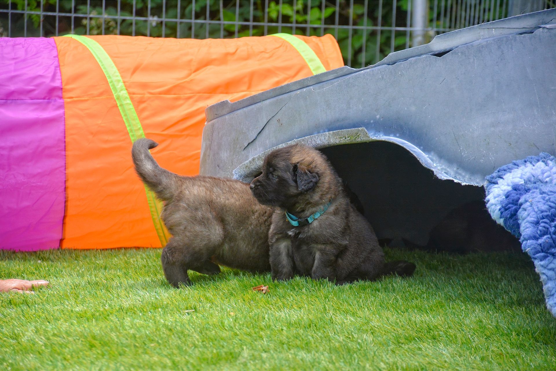 Two puppies playing on grass near a colorful agility tunnel and blue play tent